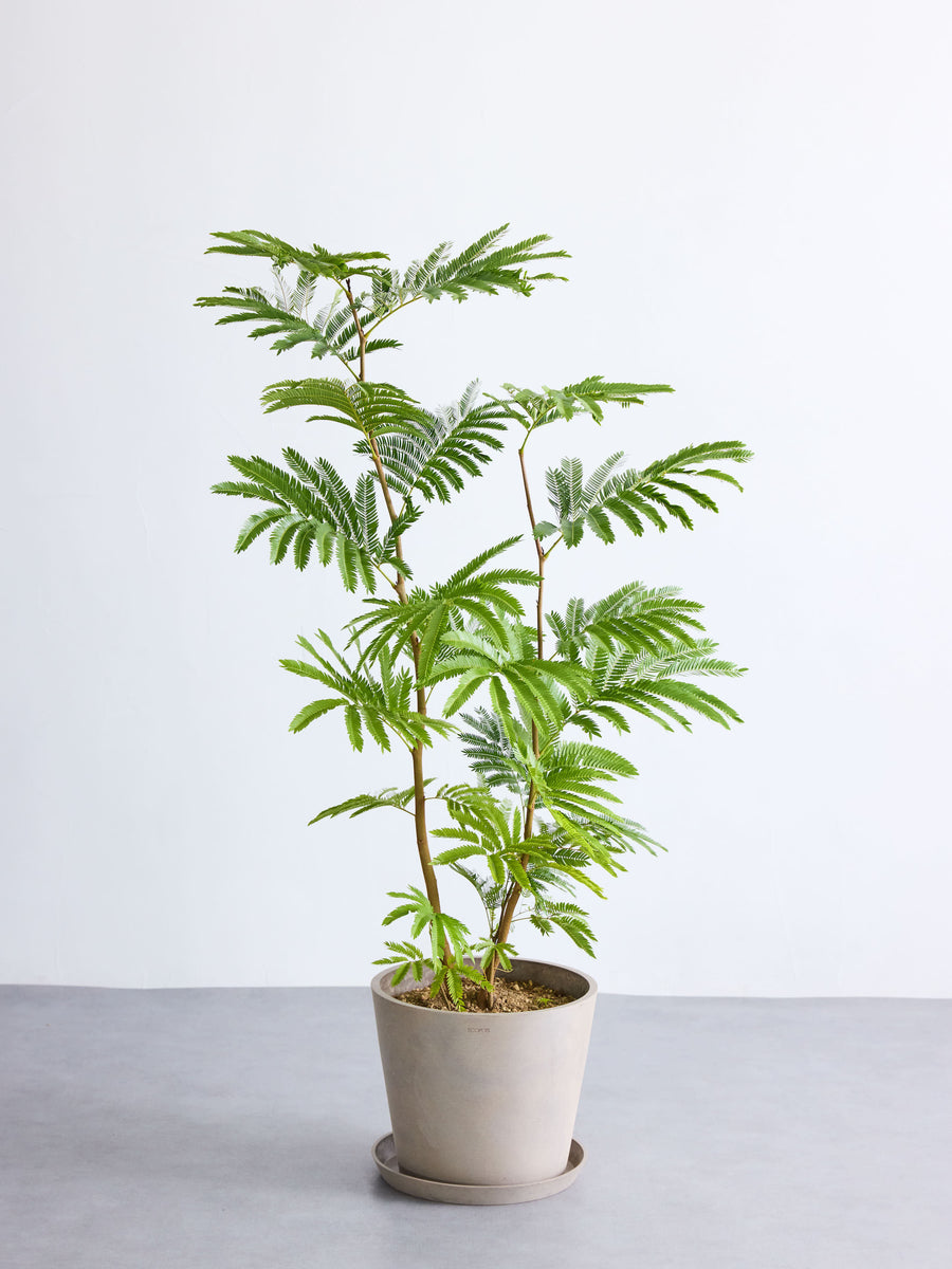 エバーフレッシュ 10号 | 観葉植物の通販 AND PLANTS (アンドプランツ) エバーフレッシュ 10号 | 観葉植物の通販 AND PLANTS (アンドプランツ)