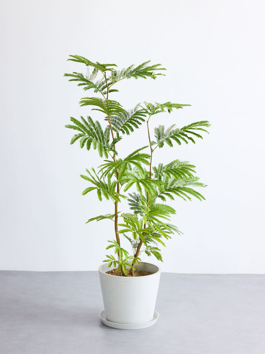 エバーフレッシュ 10号 | 観葉植物の通販 AND PLANTS (アンドプランツ)