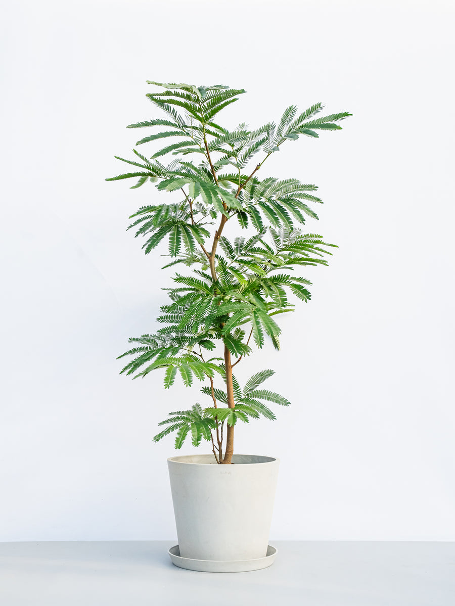 エバーフレッシュ 10号 | 観葉植物の通販 AND PLANTS (アンドプランツ)