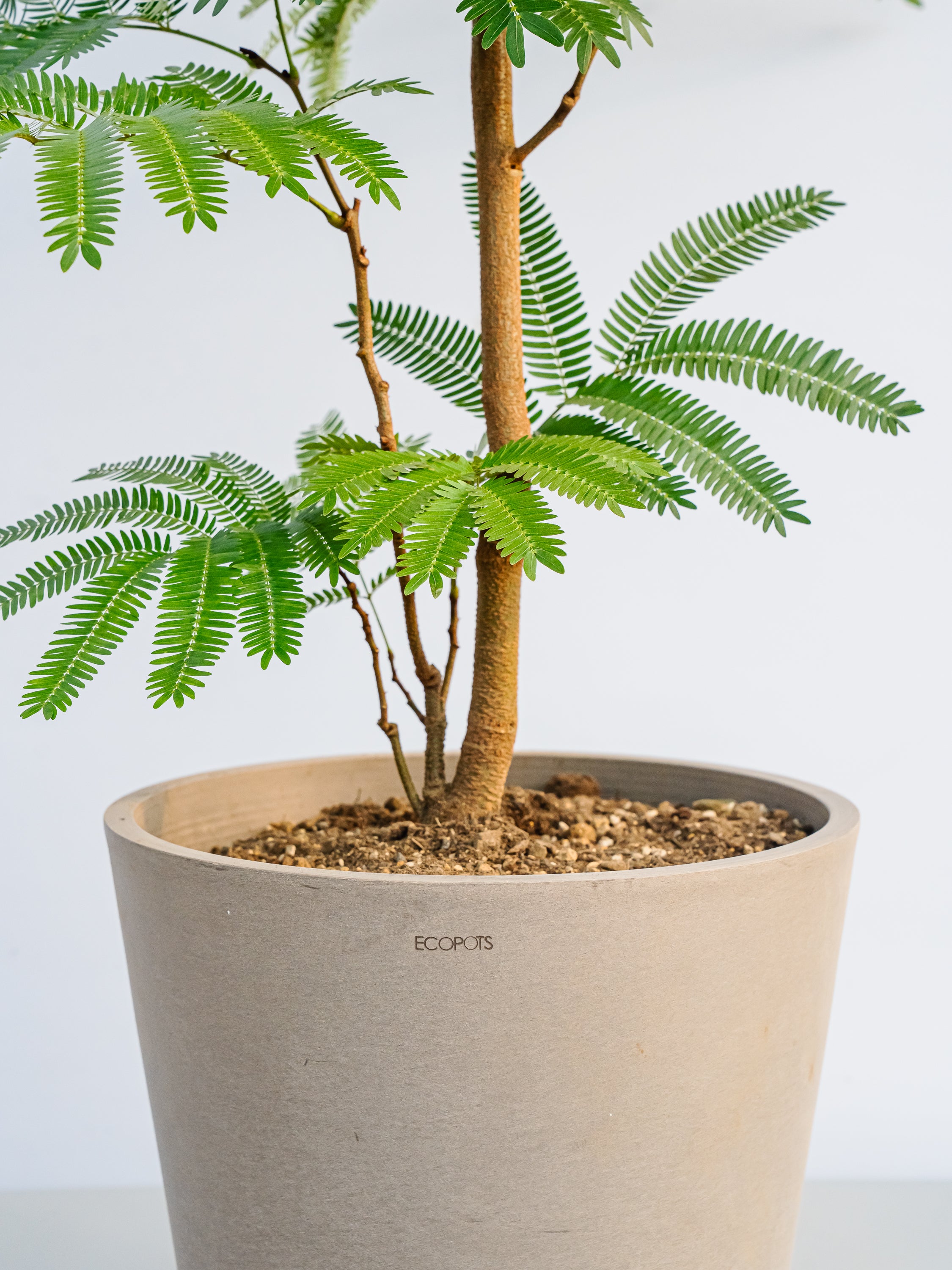 エバーフレッシュ L | 観葉植物の通販 AND PLANTS (アンドプランツ)