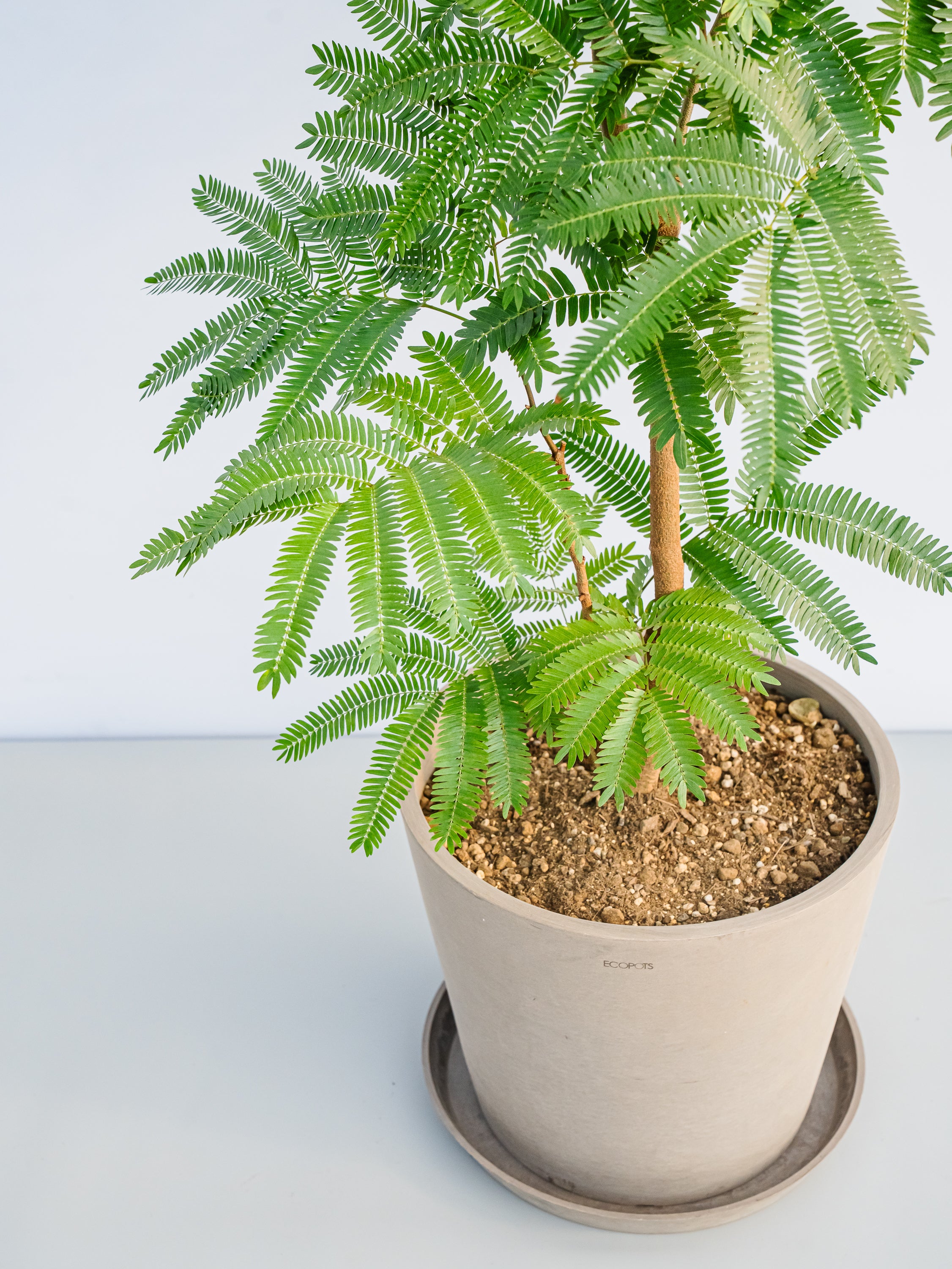 エバーフレッシュ L | 観葉植物の通販 AND PLANTS (アンドプランツ)