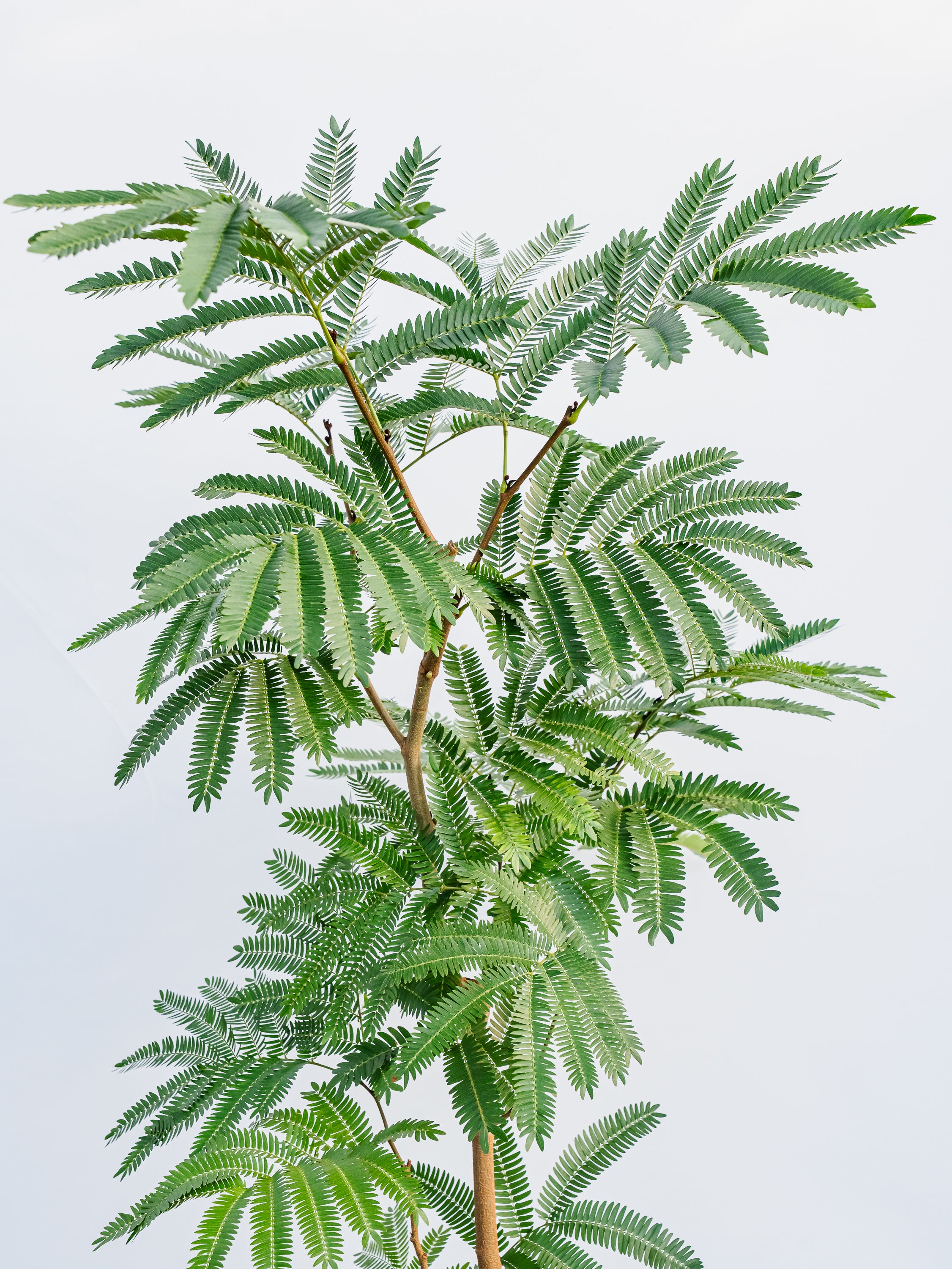 【観葉植物】　エバーフレッシュ Ever Fresh Tree エバーフレッシュ I インドアプランツ I プラント