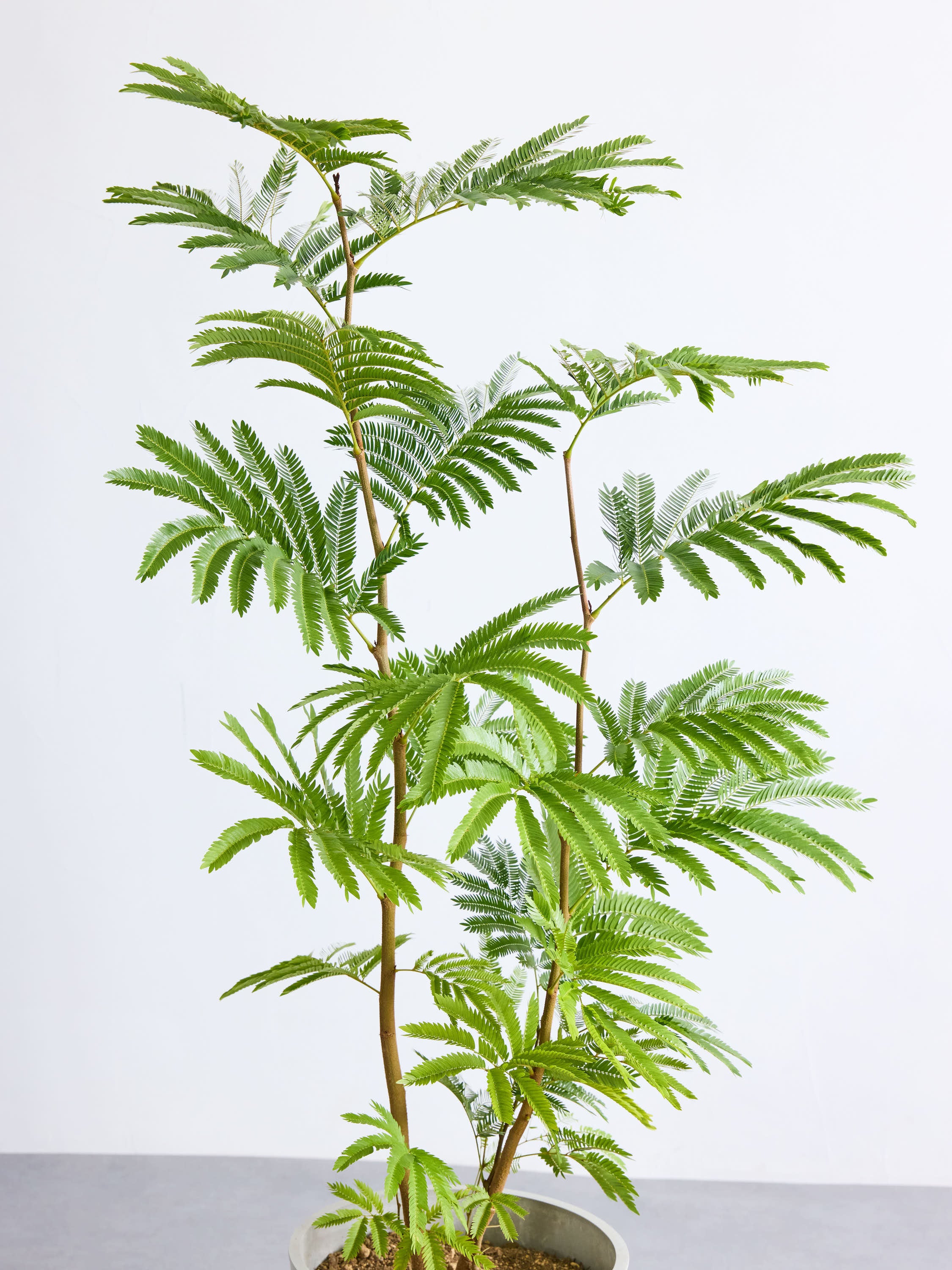 エバーフレッシュ L | 観葉植物の通販 AND PLANTS (アンドプランツ)