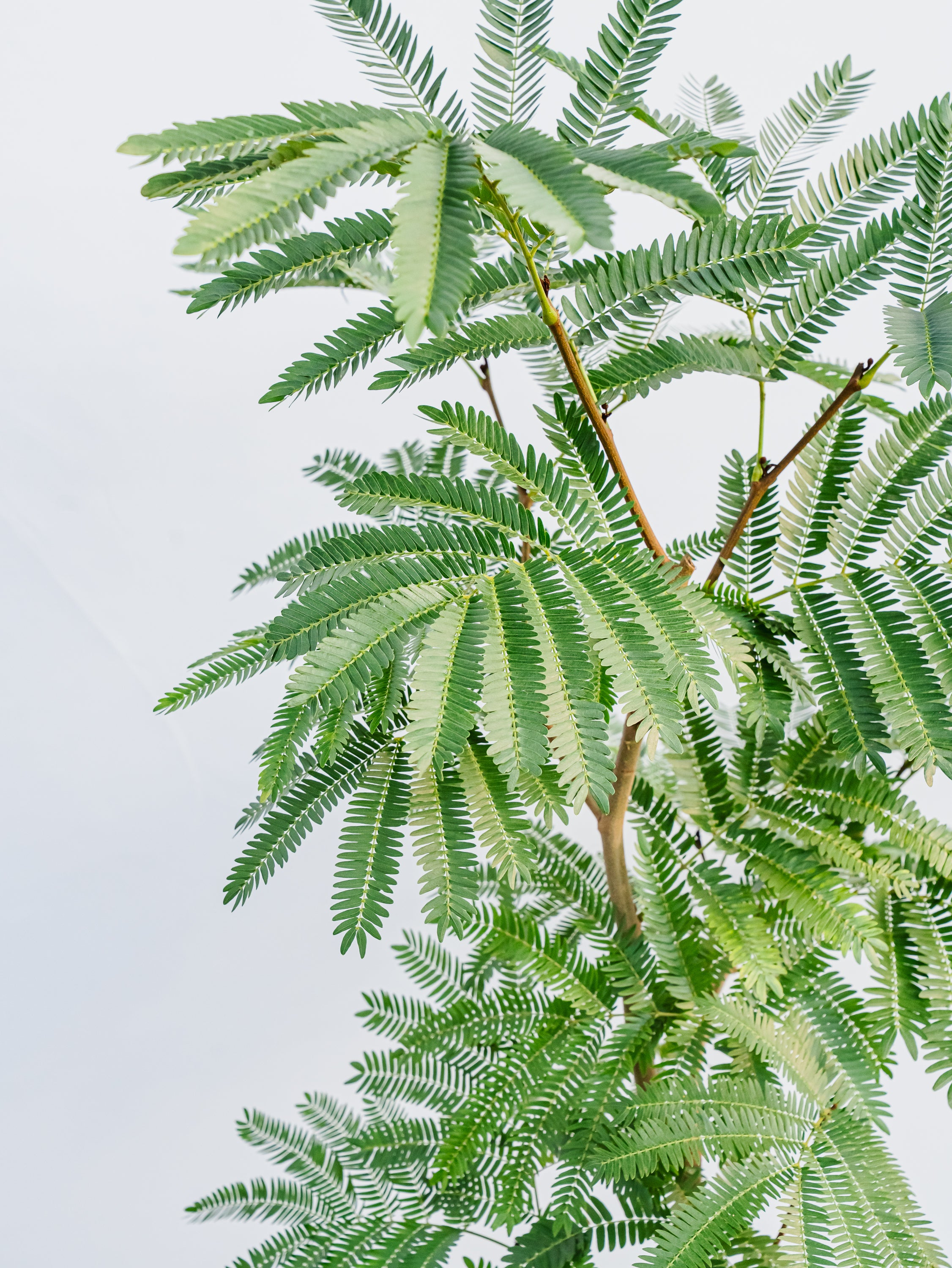 エバーフレッシュ L | 観葉植物の通販 AND PLANTS (アンドプランツ)