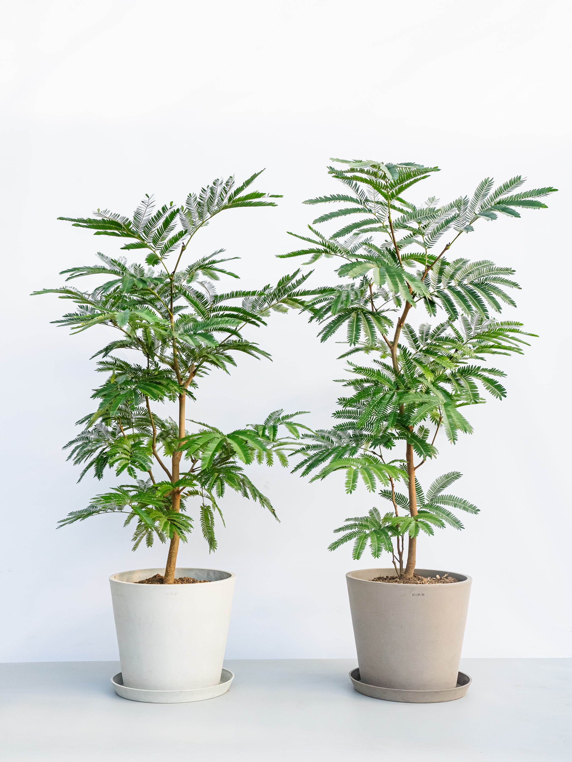 エバーフレッシュ L | 観葉植物の通販 AND PLANTS (アンドプランツ)