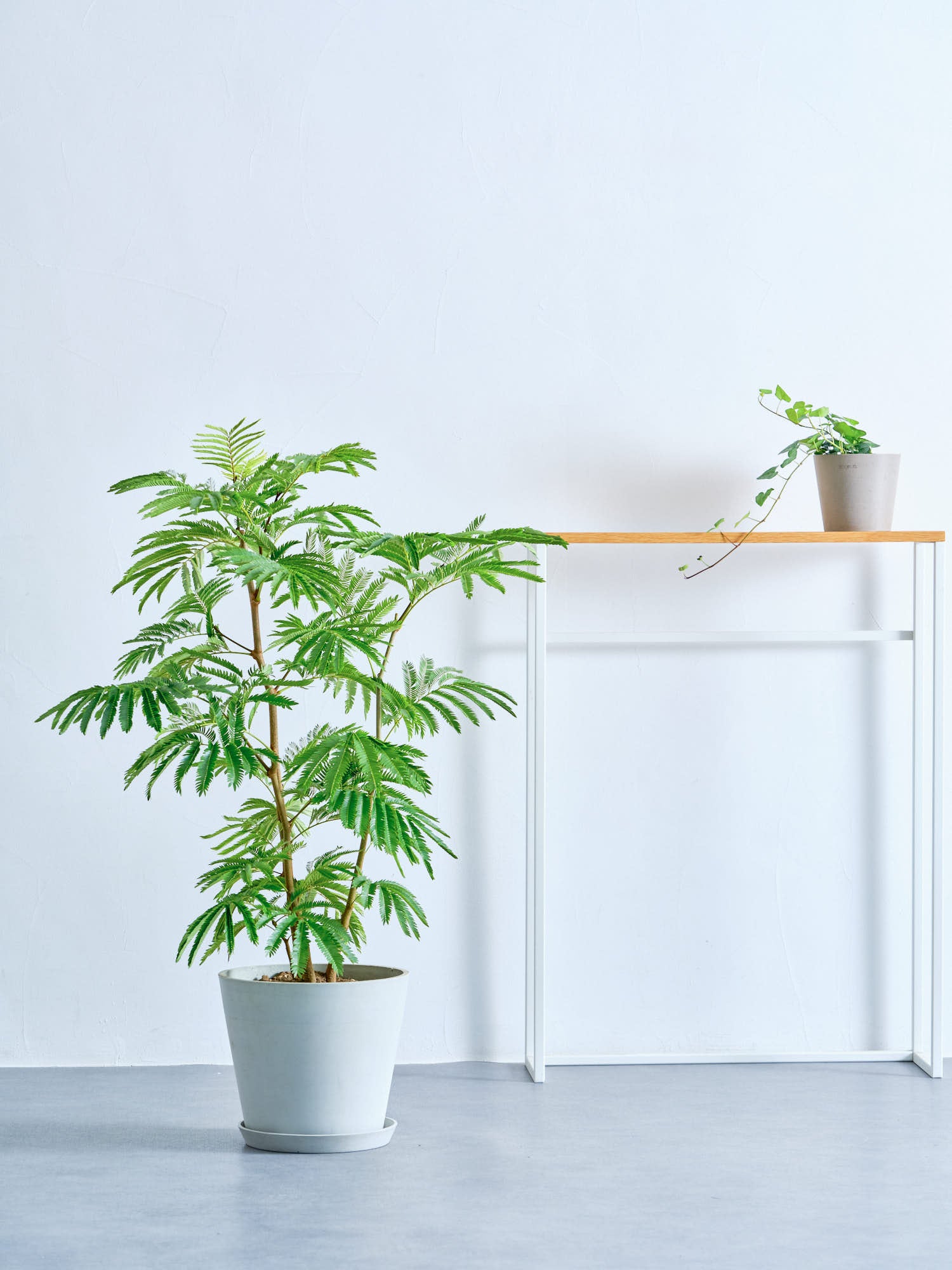 エバーフレッシュ M | 観葉植物の通販 AND PLANTS (アンドプランツ)