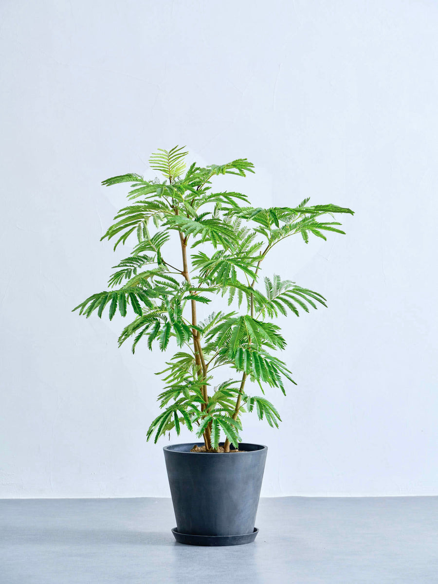 エバーフレッシュ 8号 幹太 美品 エバーフレッシュ 8号 | 観葉植物の通販 AND PLANTS (アンドプランツ)