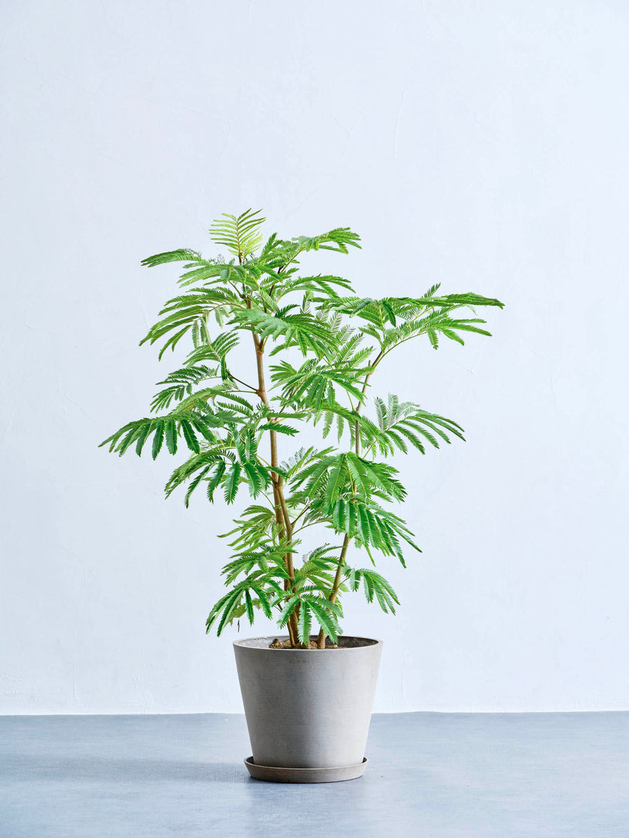 エバーフレッシュ 8号 | 観葉植物の通販 AND PLANTS (アンドプランツ)