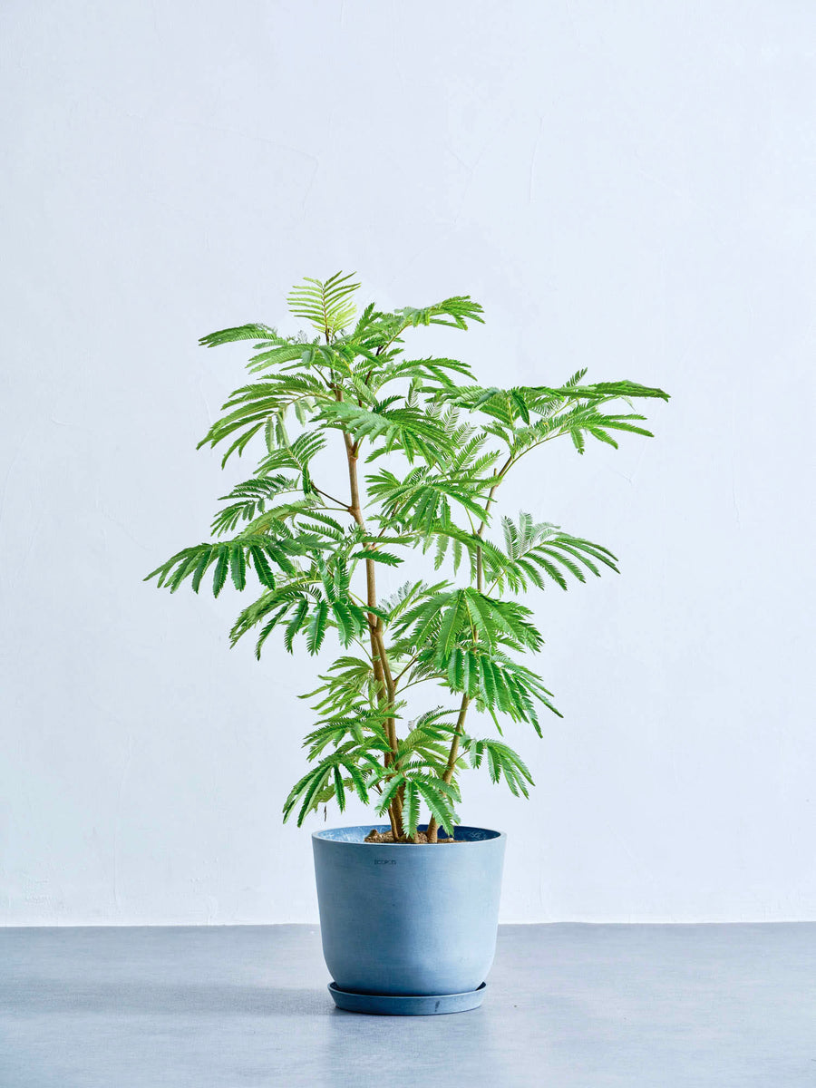 エバーフレッシュ　8号 幹太 美品 3 エバーフレッシュ 8号 | 観葉植物の通販 AND PLANTS (アンドプランツ)