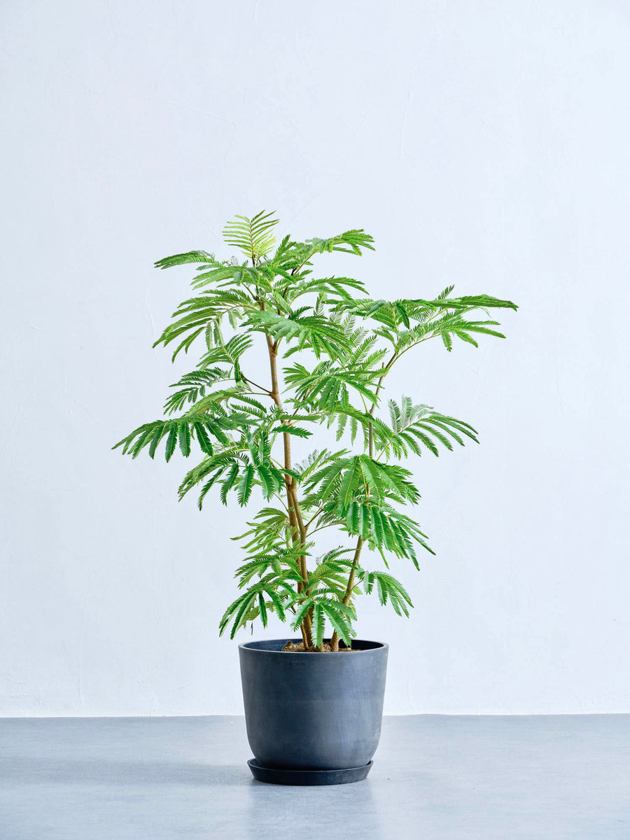 エバーフレッシュ 8号 | 観葉植物の通販 AND PLANTS (アンドプランツ)