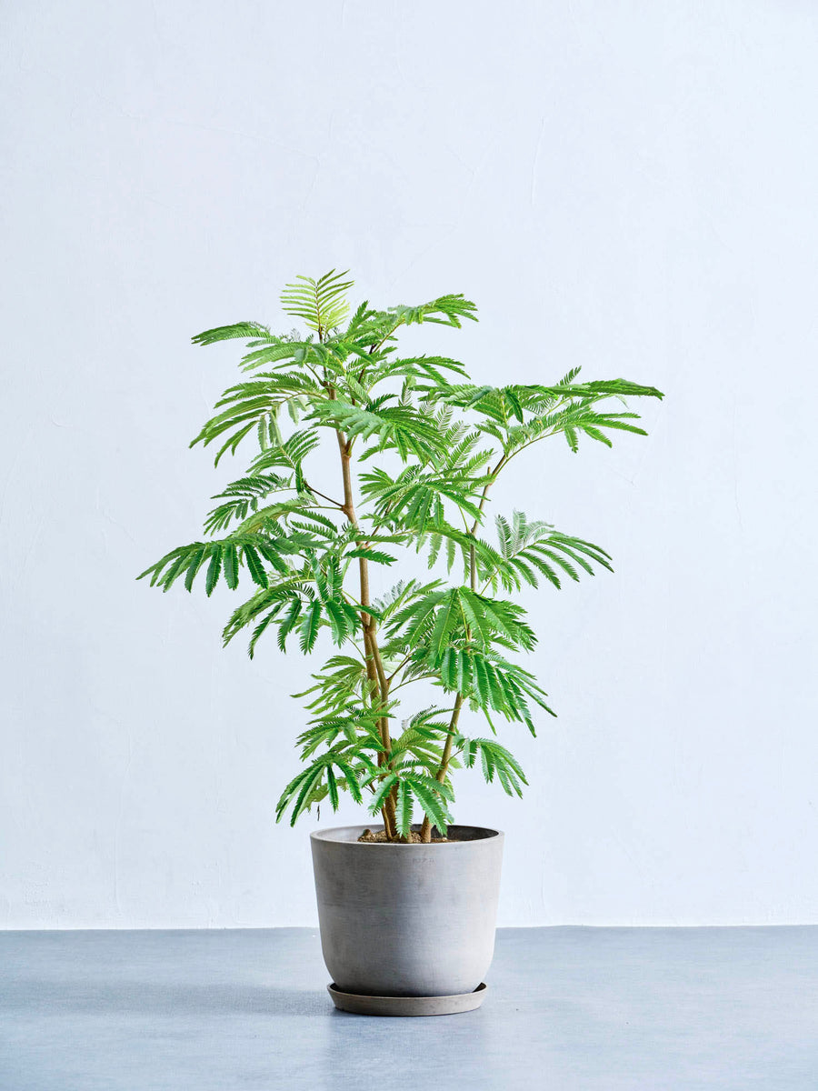 エバーフレッシュ 8号 | 観葉植物の通販 AND PLANTS (アンドプランツ)