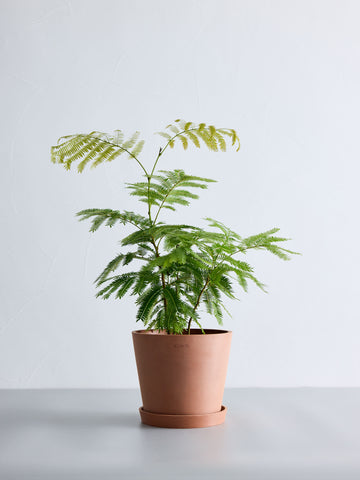 エバーフレッシュ S
