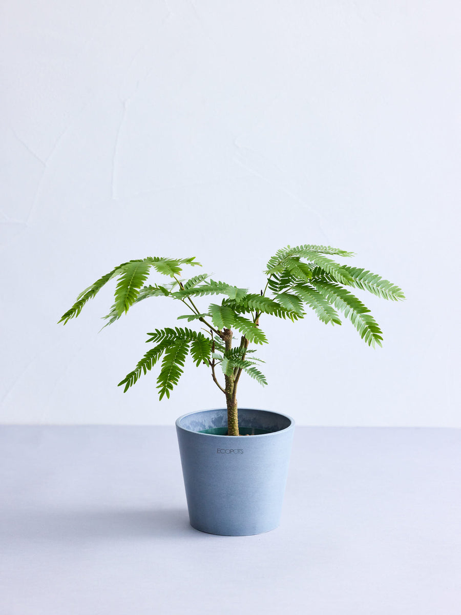 エバーフレッシュ 4号 | 観葉植物の通販 AND PLANTS (アンドプランツ)