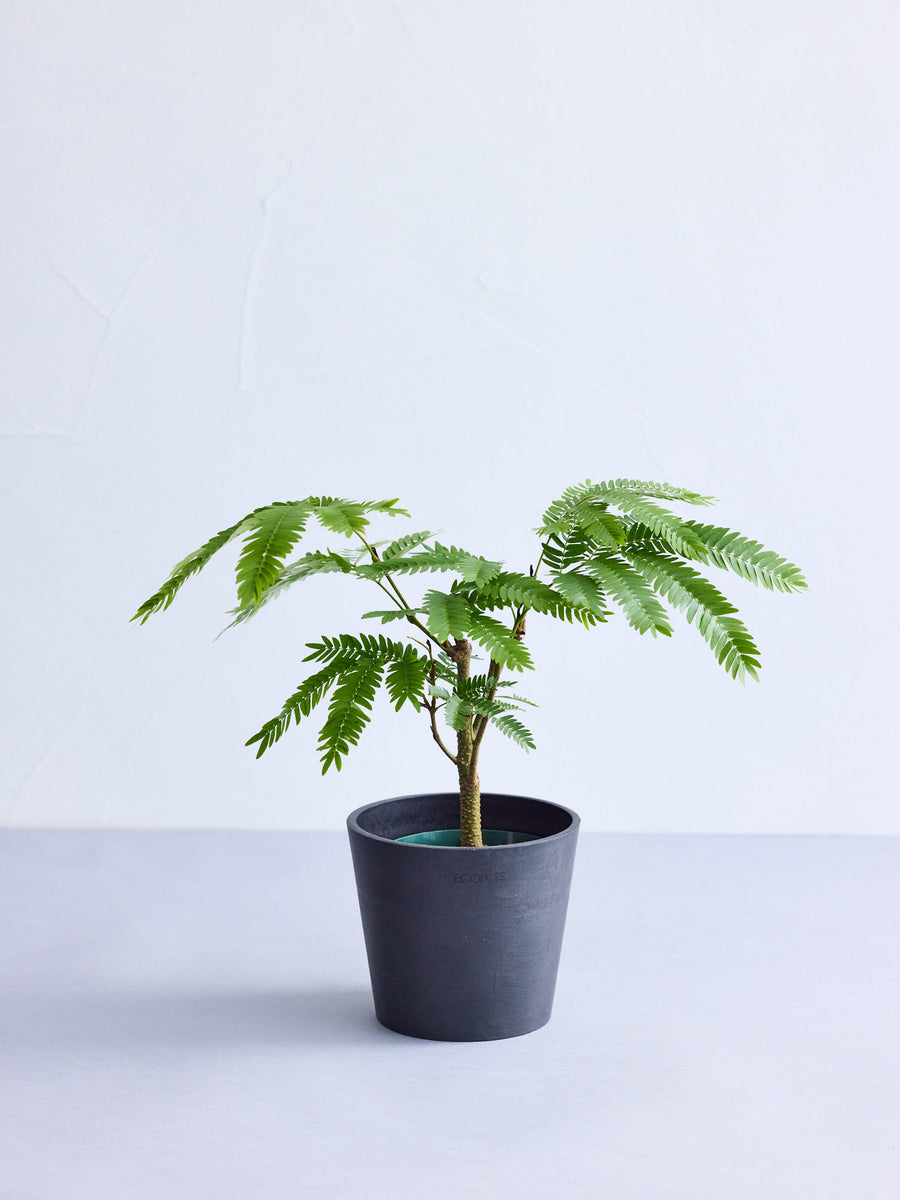 エバーフレッシュ 4号 | 観葉植物の通販 AND PLANTS (アンドプランツ)