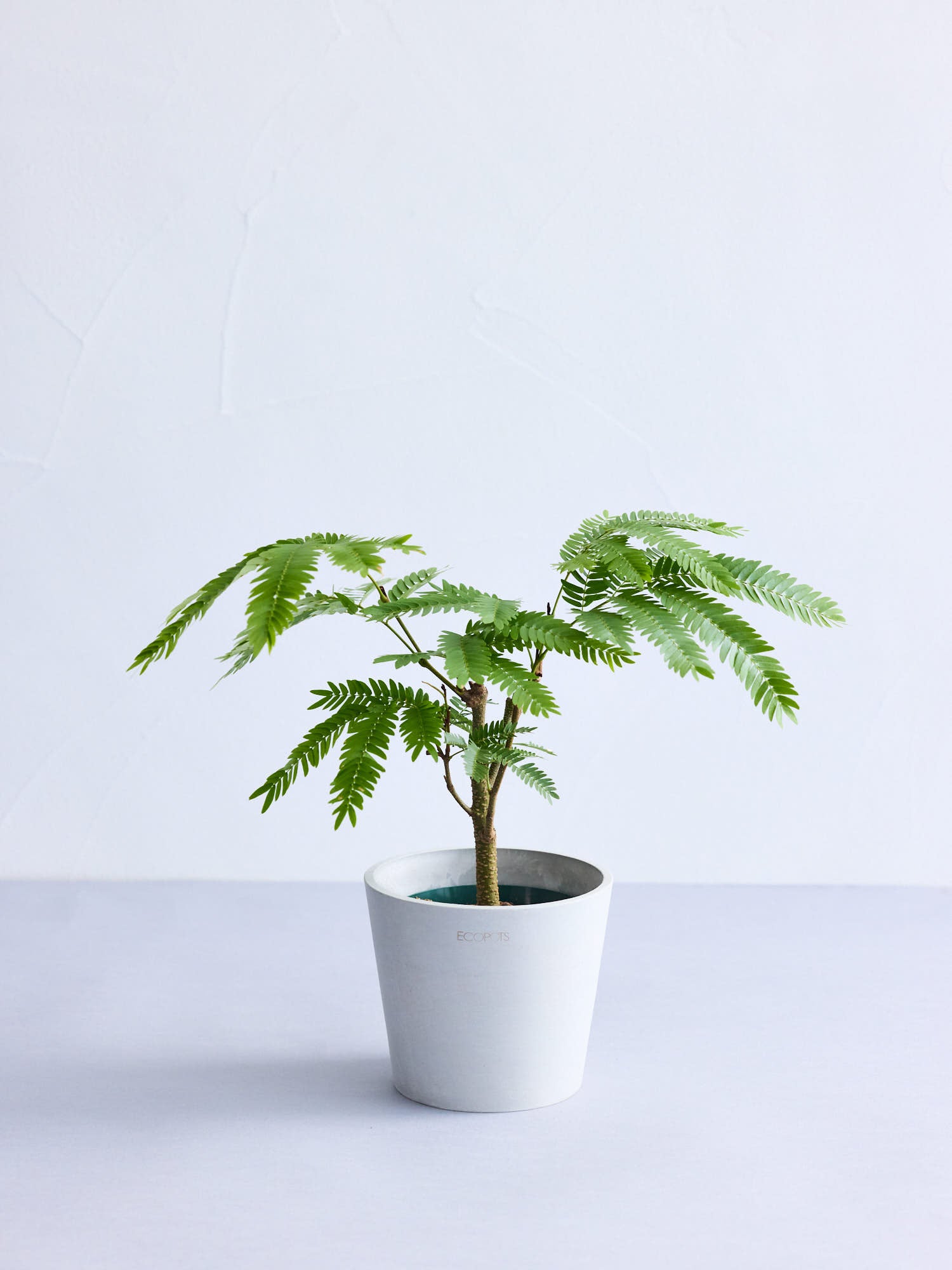 エバーフレッシュ Table-M | 観葉植物の通販 AND PLANTS (アンドプランツ)