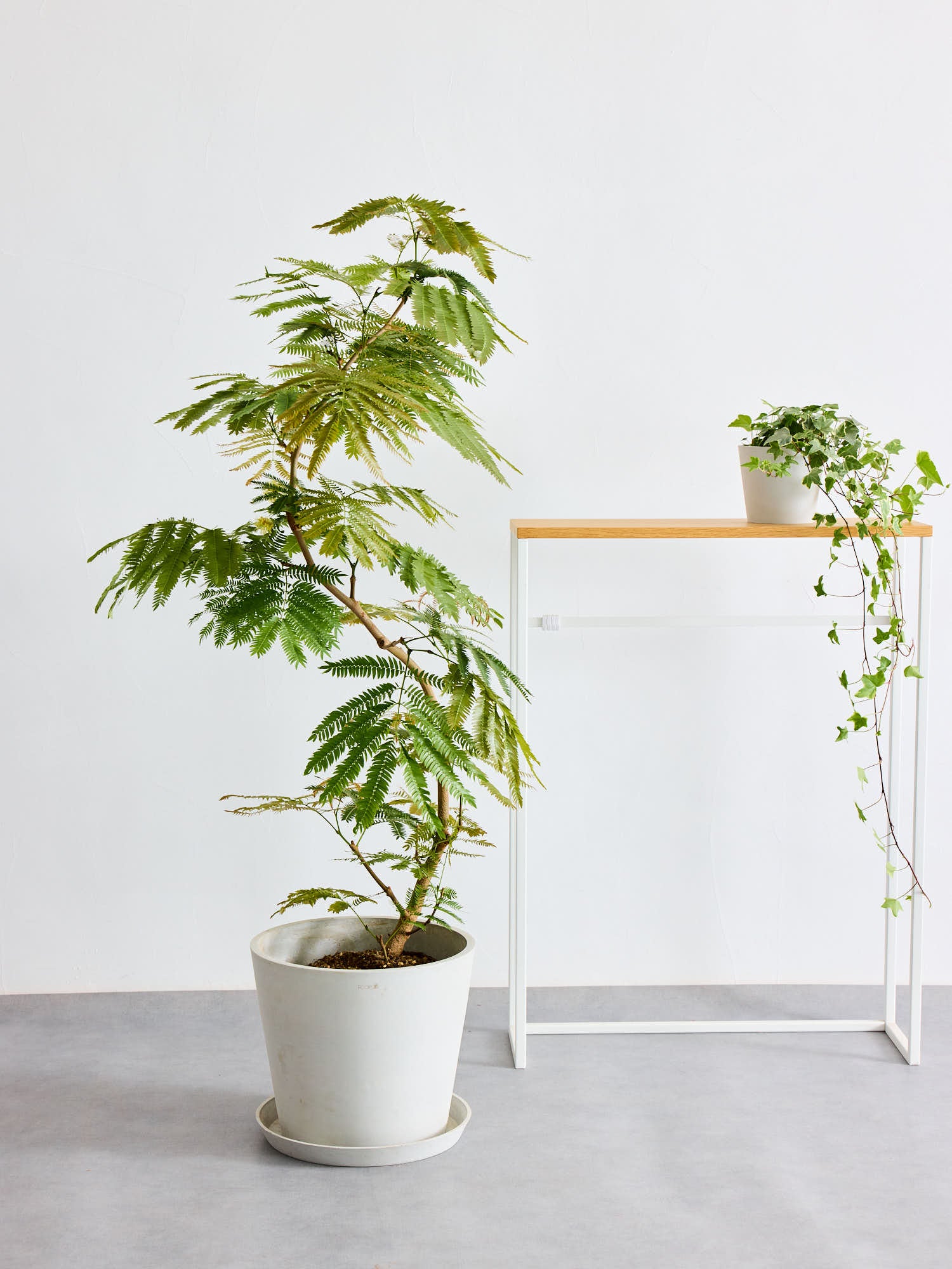 エバーフレッシュ まがり L | 観葉植物の通販 AND PLANTS (アンドプランツ)