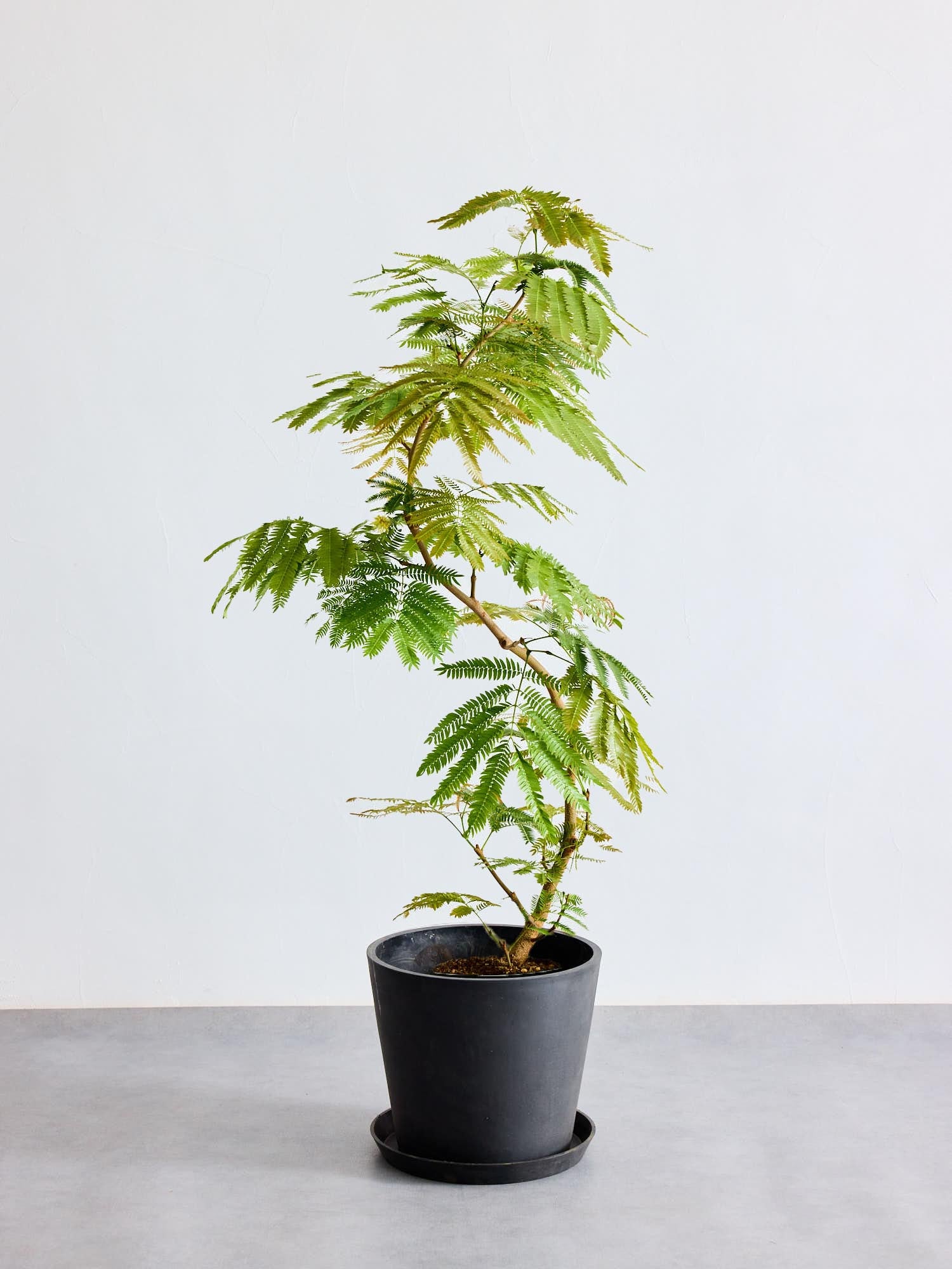 エバーフレッシュ まがり L| 観葉植物通販 AND PLANTS (アンドプランツ)