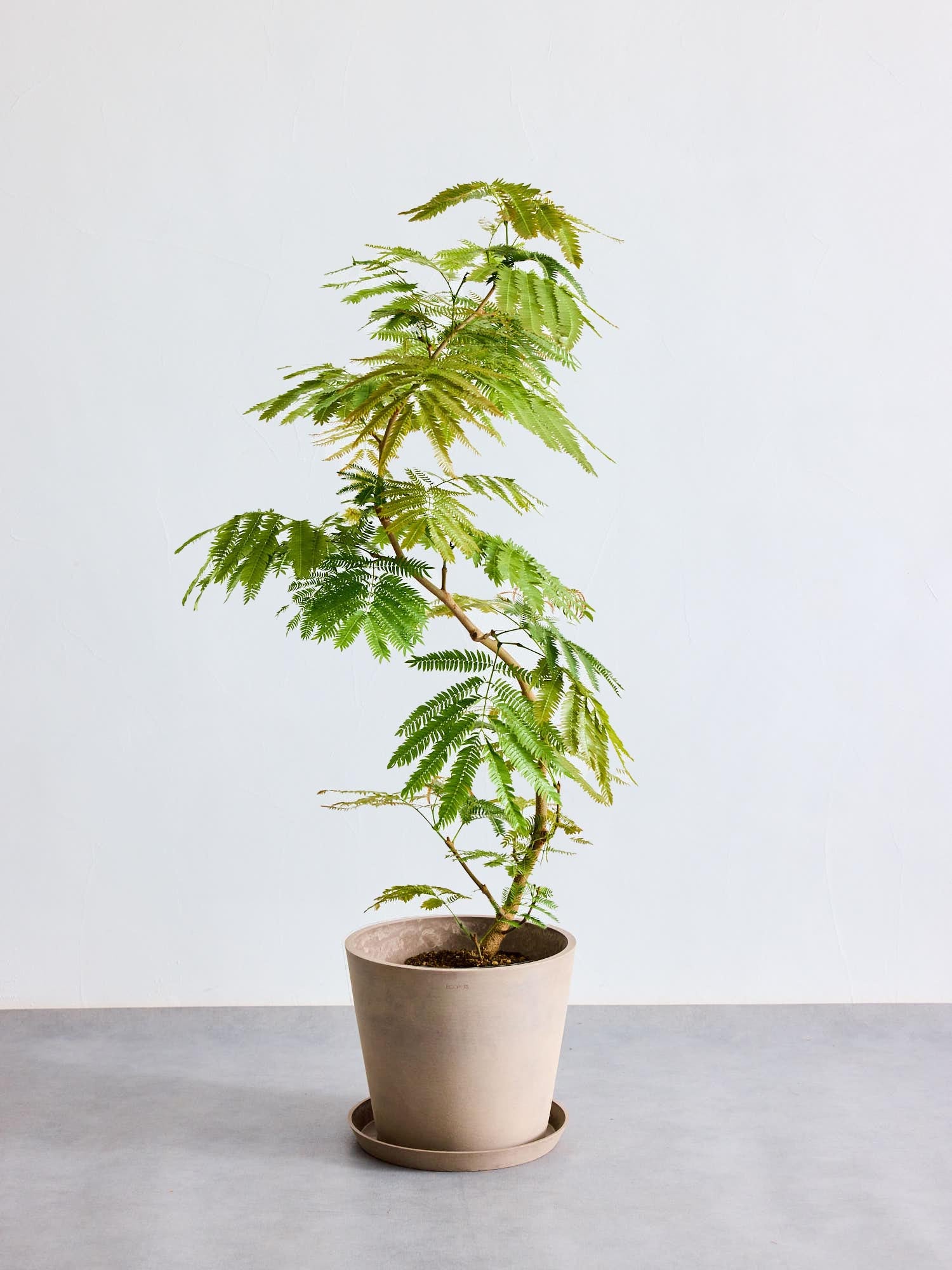 エバーフレッシュ まがり L | 観葉植物の通販 AND PLANTS (アンドプランツ)