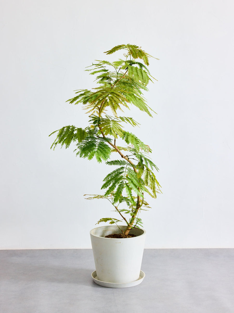 エバーフレッシュ 10号 | 観葉植物の通販 AND PLANTS (アンドプランツ)