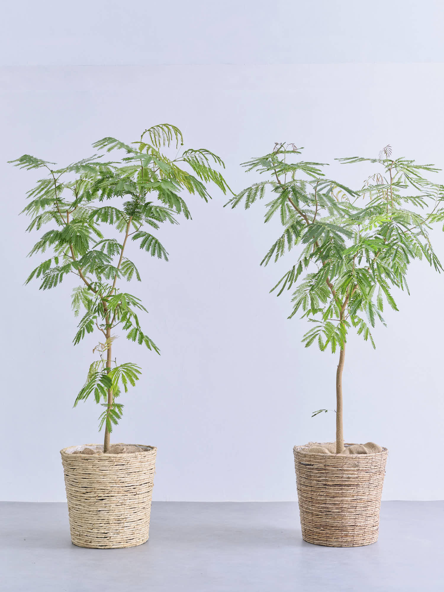 エバーフレッシュ XL 【全国発送可能】 | 観葉植物の通販 AND PLANTS