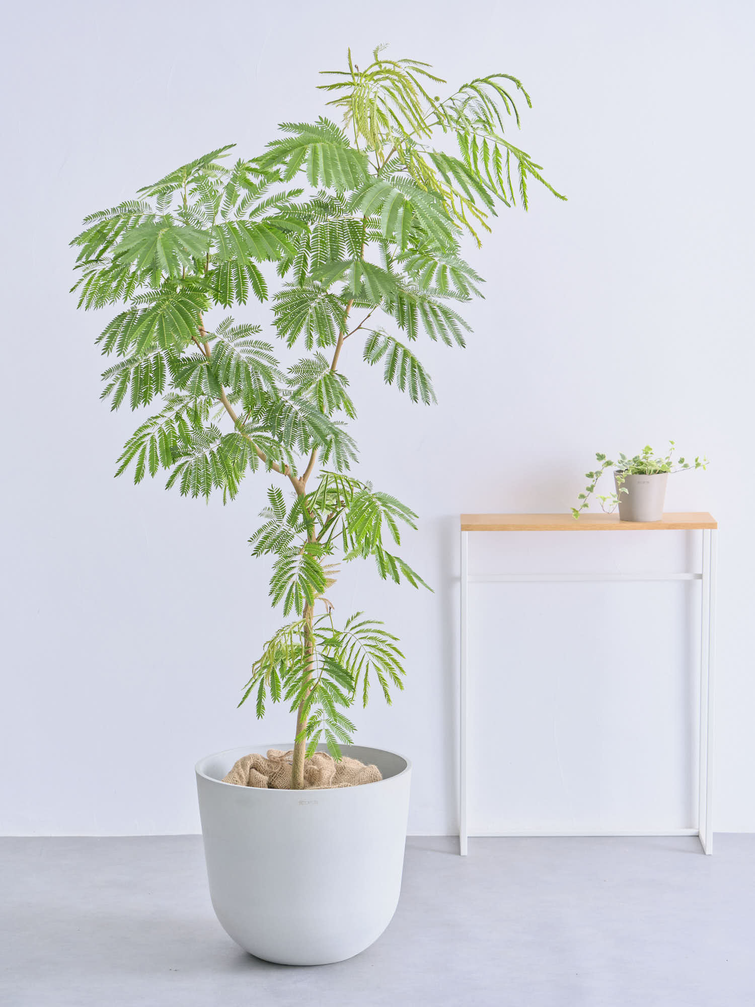 エバーフレッシュ XL 【全国発送可能】 | 観葉植物の通販 AND PLANTS