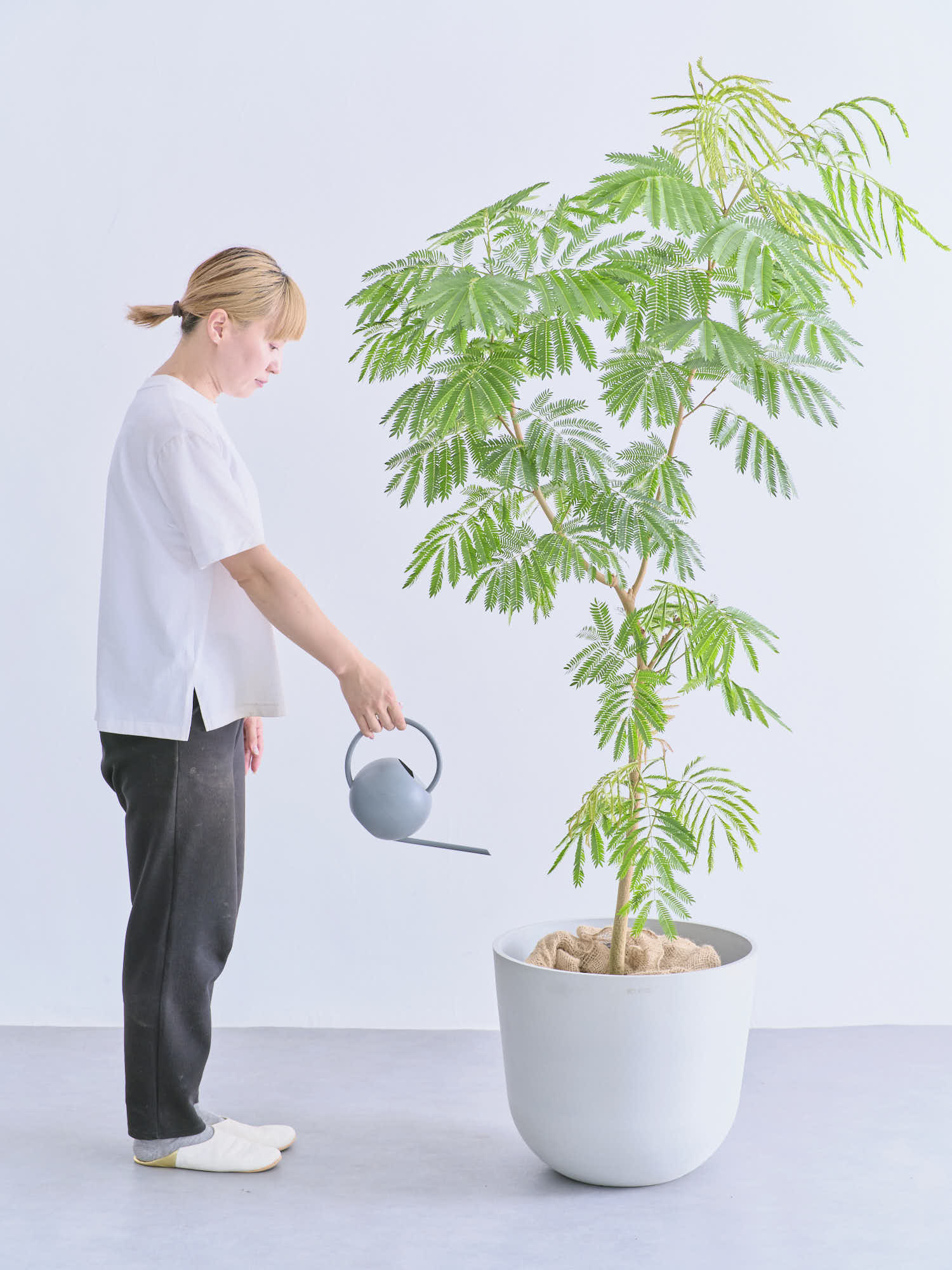 エバーフレッシュ XL 【全国発送可能】 | 観葉植物の通販 AND PLANTS