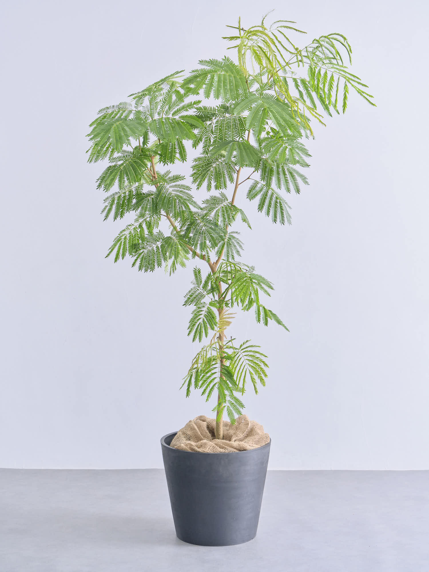 エバーフレッシュ XL 【全国発送可能】 | 観葉植物の通販 AND PLANTS
