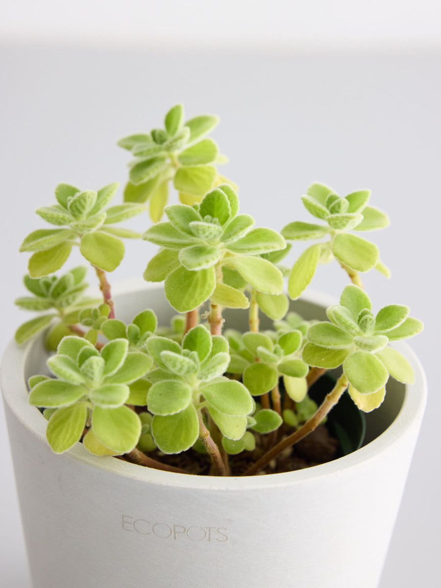プレクトランサス・ アロマティカス | 観葉植物の通販 AND PLANTS