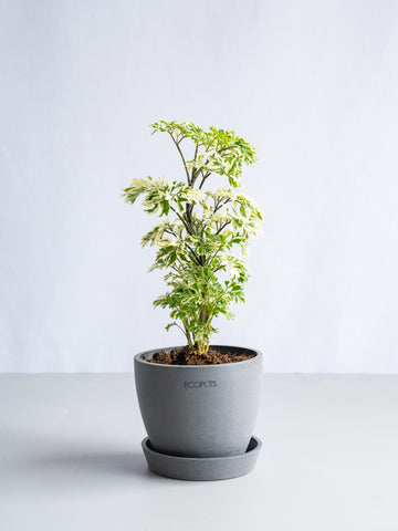 【一点もの】ポリシャス 斑入り Table-S #10
