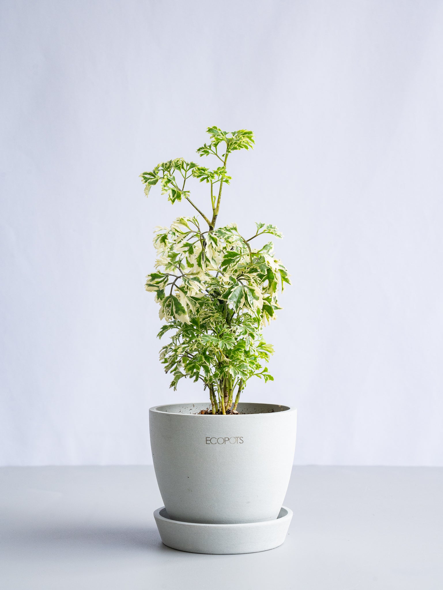 【一点もの】ポリシャス 斑入り Table-S #8