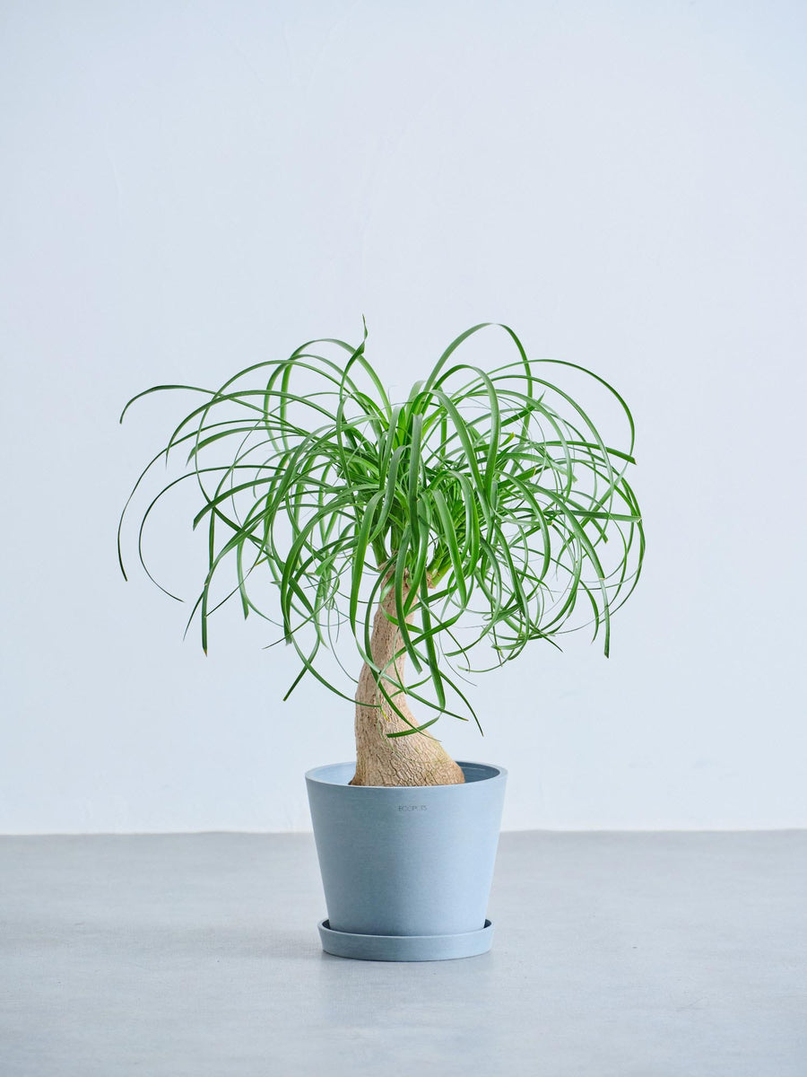 トックリラン | 観葉植物の通販 AND PLANTS (アンドプランツ)