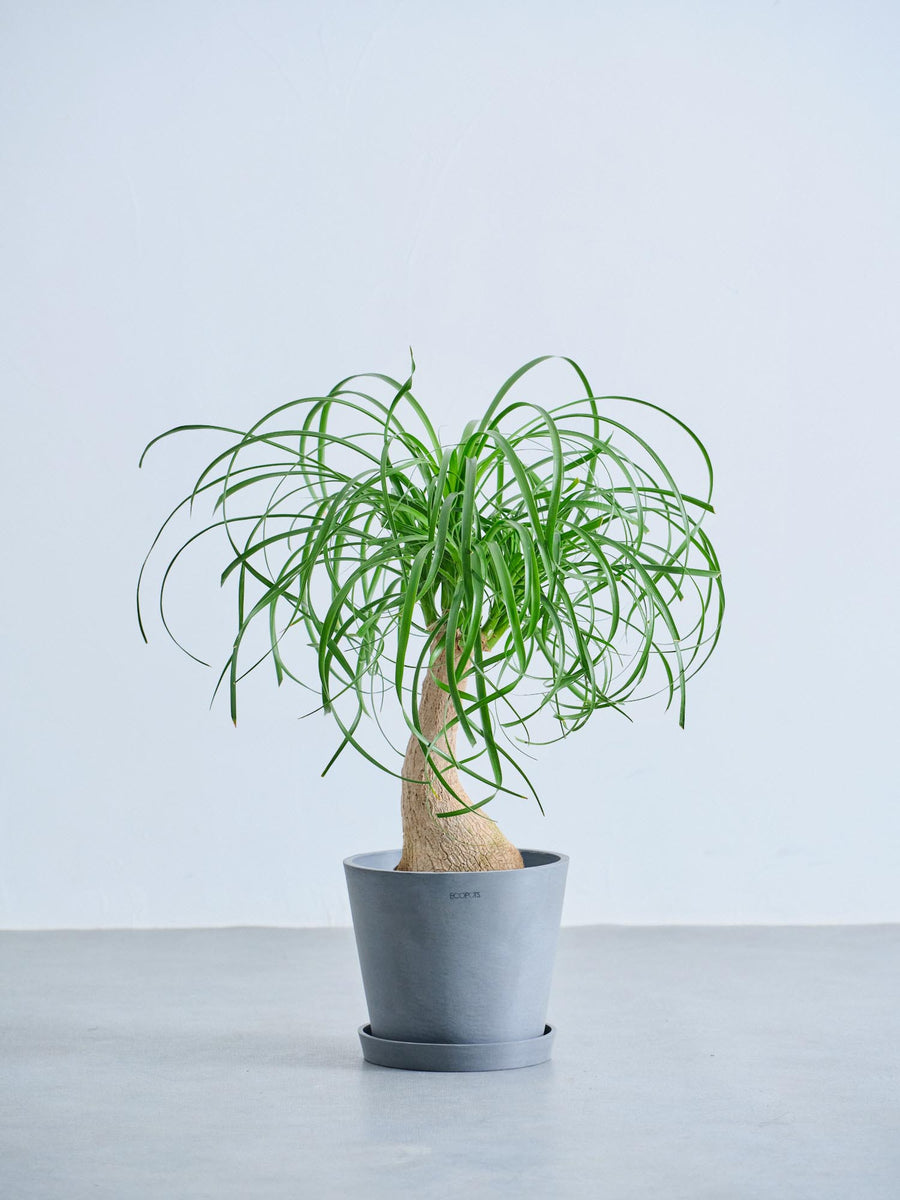トックリラン　盆栽風　観葉植物 トックリラン 6号 | 観葉植物の通販 AND PLANTS (アンドプランツ)