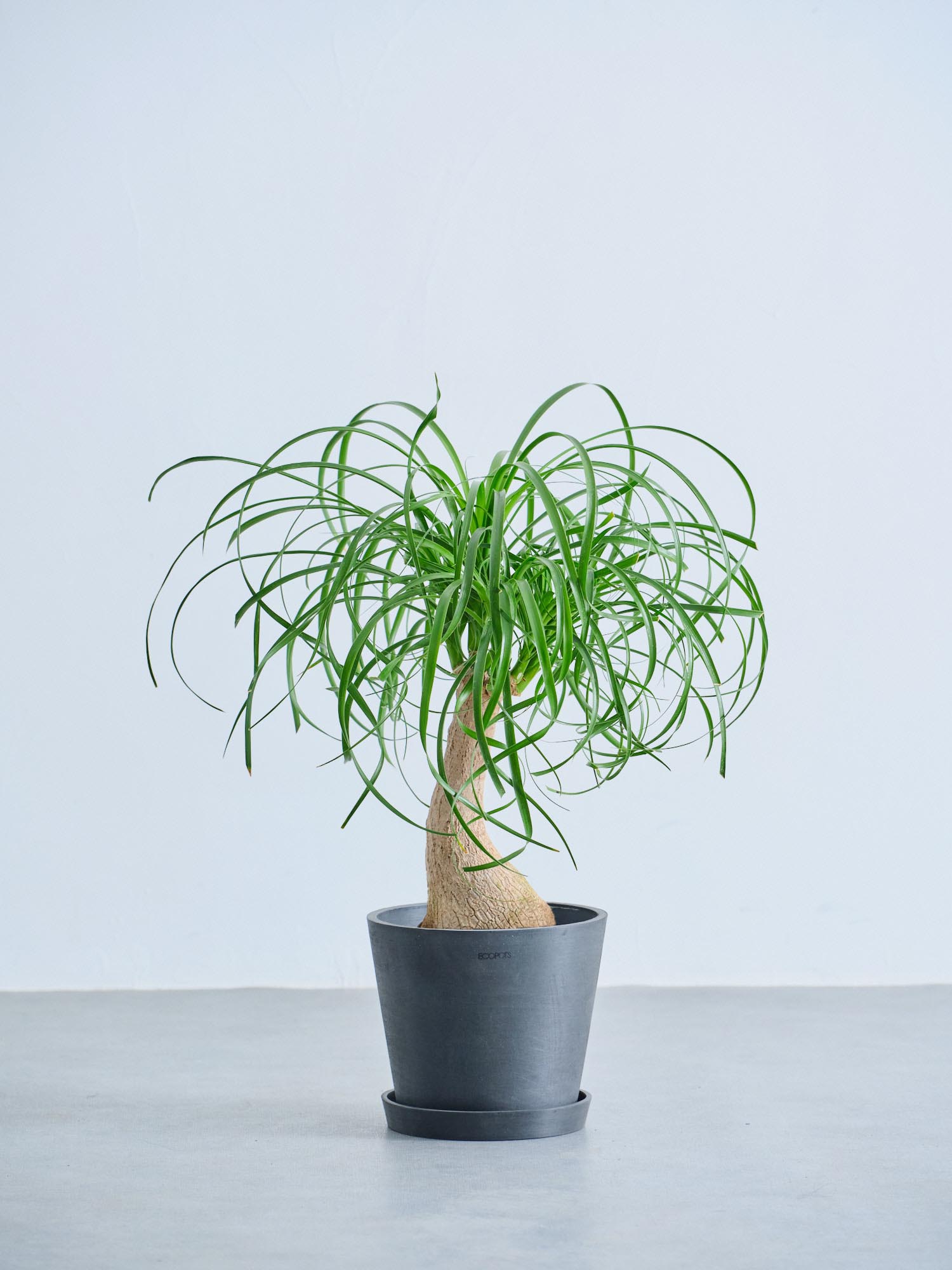 トックリラン S | 観葉植物の通販 AND PLANTS (アンドプランツ)