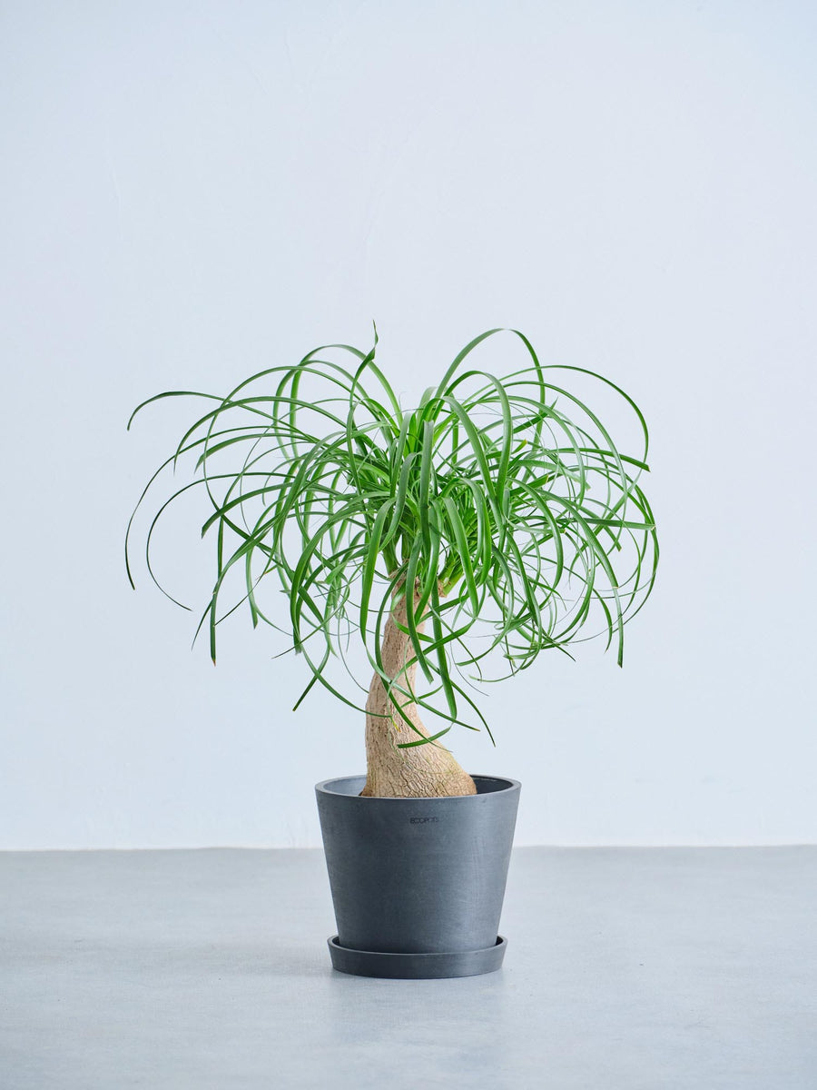 トックリラン | 観葉植物の通販 AND PLANTS (アンドプランツ)