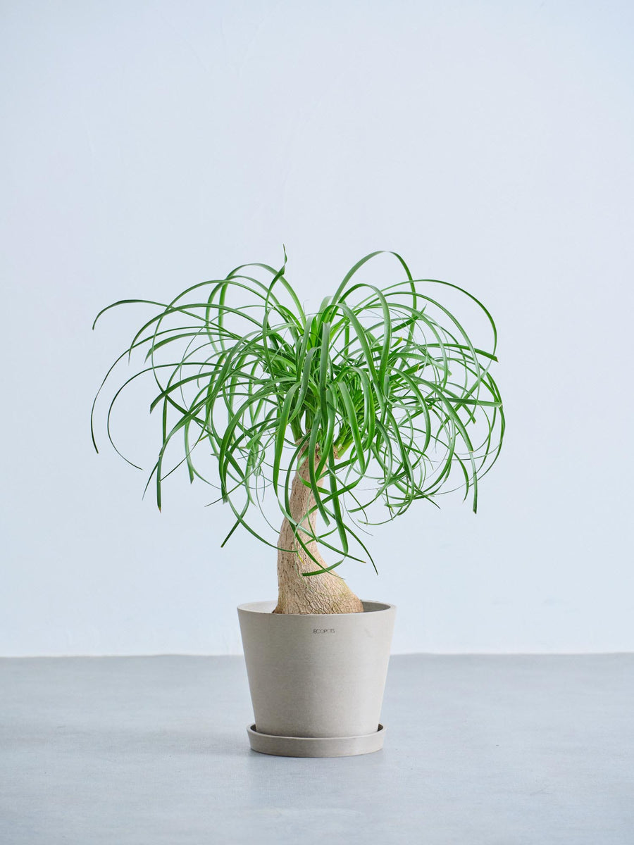 トックリラン 6号 | 観葉植物の通販 AND PLANTS (アンドプランツ)