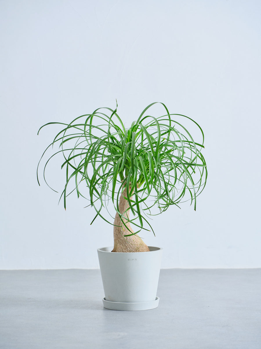 トックリラン | 観葉植物の通販 AND PLANTS (アンドプランツ)