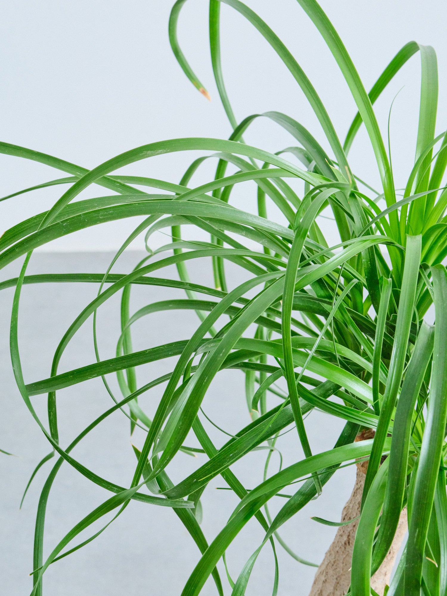 トックリラン S | 観葉植物の通販 AND PLANTS (アンドプランツ)