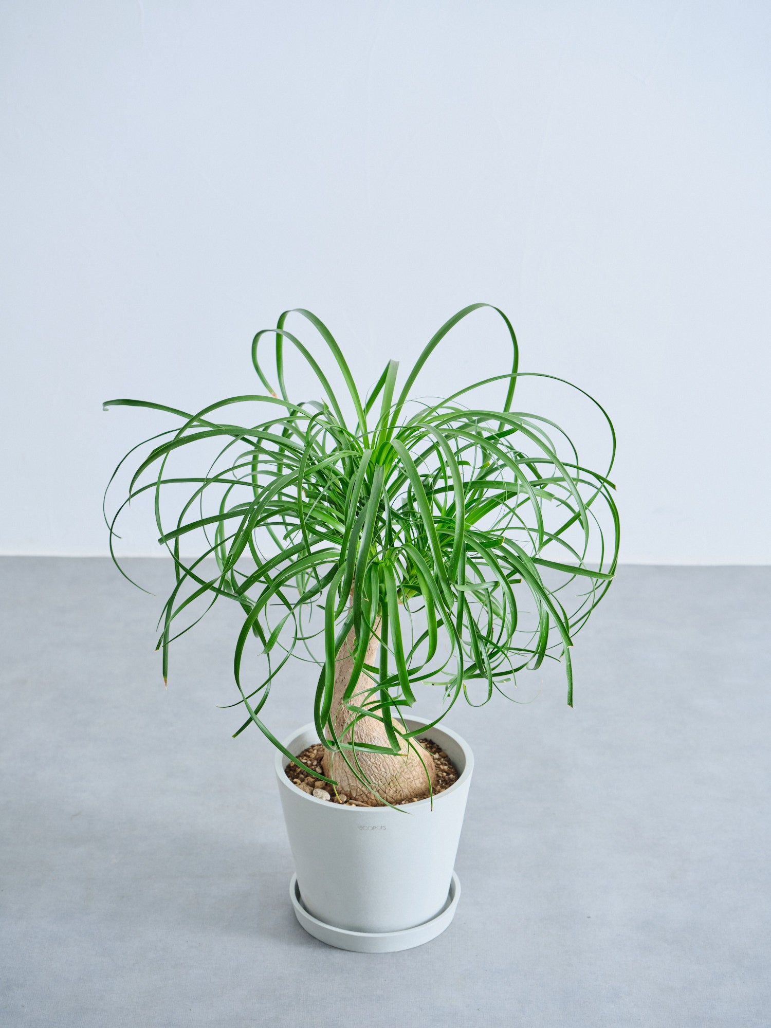 トックリラン S | 観葉植物の通販 AND PLANTS (アンドプランツ)