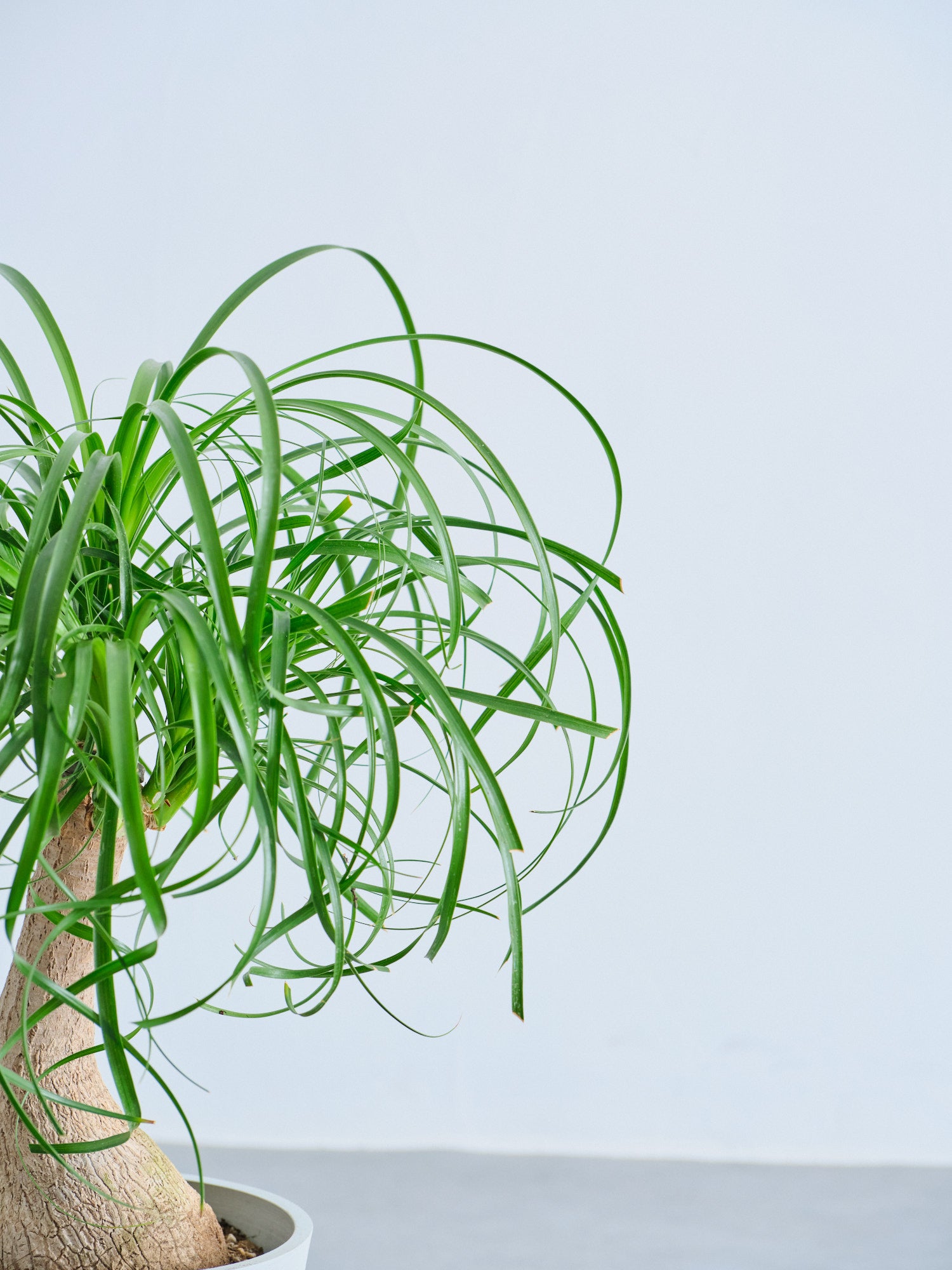 トックリラン S | 観葉植物の通販 AND PLANTS (アンドプランツ)