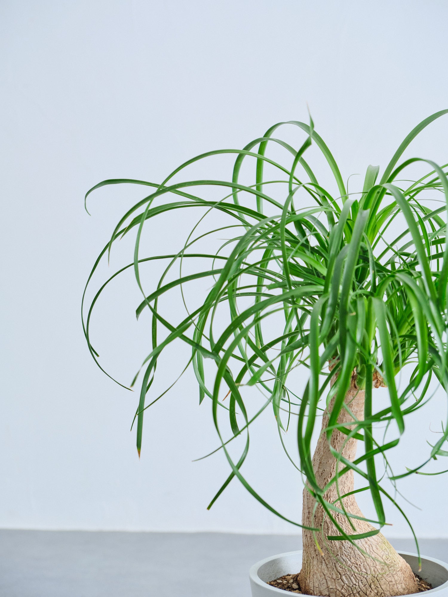 トックリラン S | 観葉植物の通販 AND PLANTS (アンドプランツ)