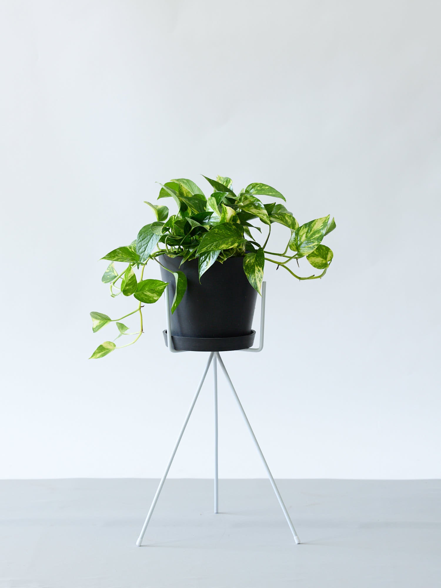 ポトス・ゴールデン S | 観葉植物の通販 AND PLANTS (アンドプランツ)