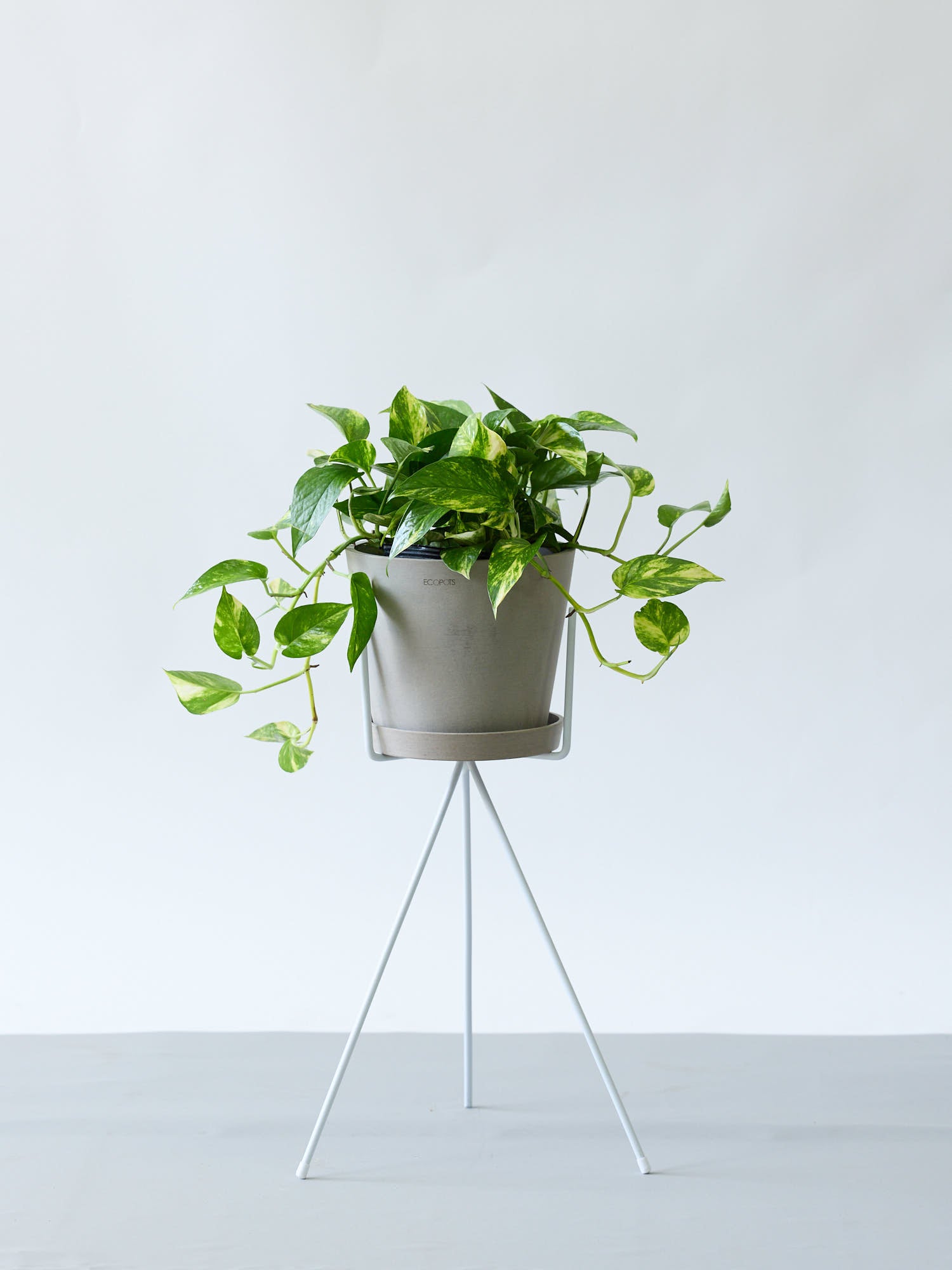 ポトス | 観葉植物の通販 AND PLANTS (アンドプランツ)