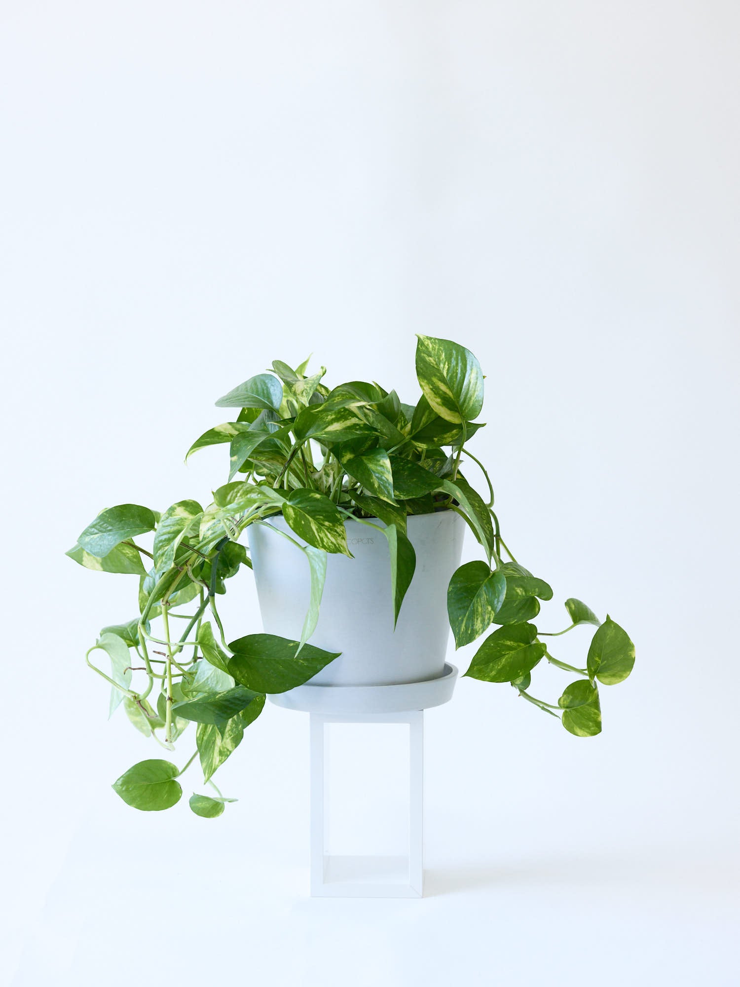 ハチ　観葉植物　ポトスゴールデン　高さ１９８センチ 直接引取り歓迎　久喜市 PLANCHU 観葉植物 ポトス ゴールデン 5号鉢 受け皿付き 育て方説明書