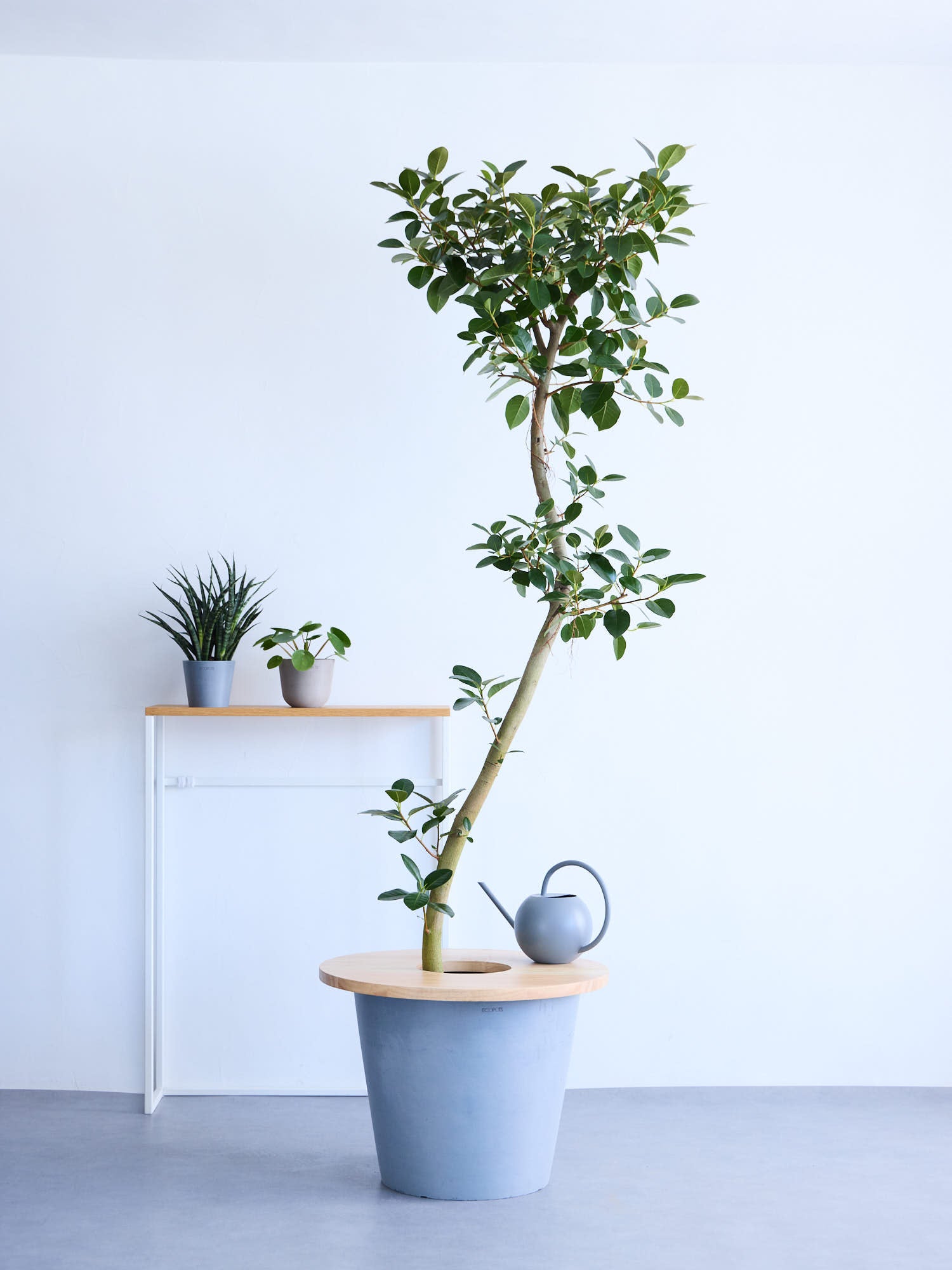 ポットテーブル ラバーウッド 50cm ナチュラル | 観葉植物・お花の通販