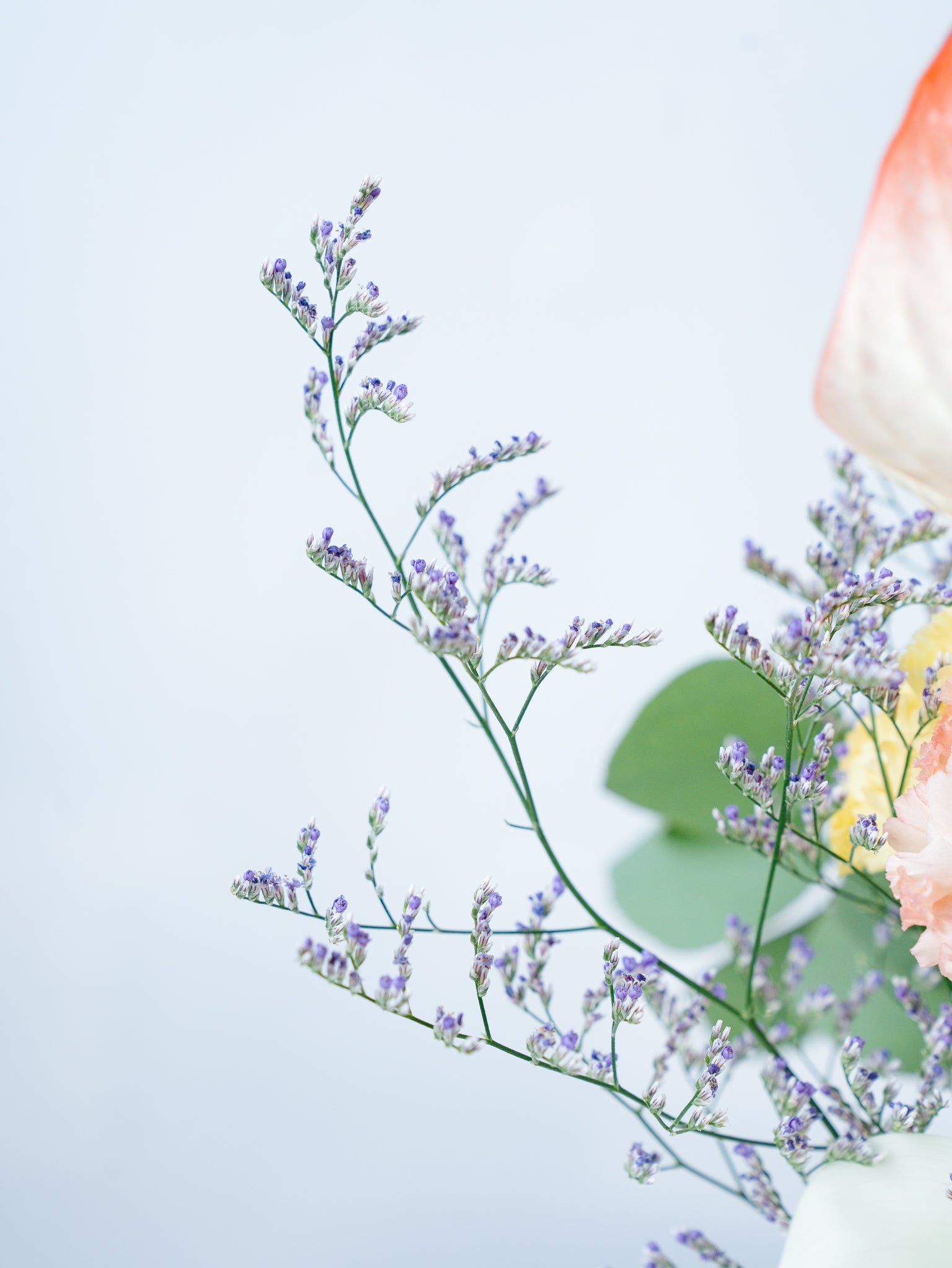 6月の誕生花】トルコキキョウの生花の花束L | お花の通販AND FLOWER