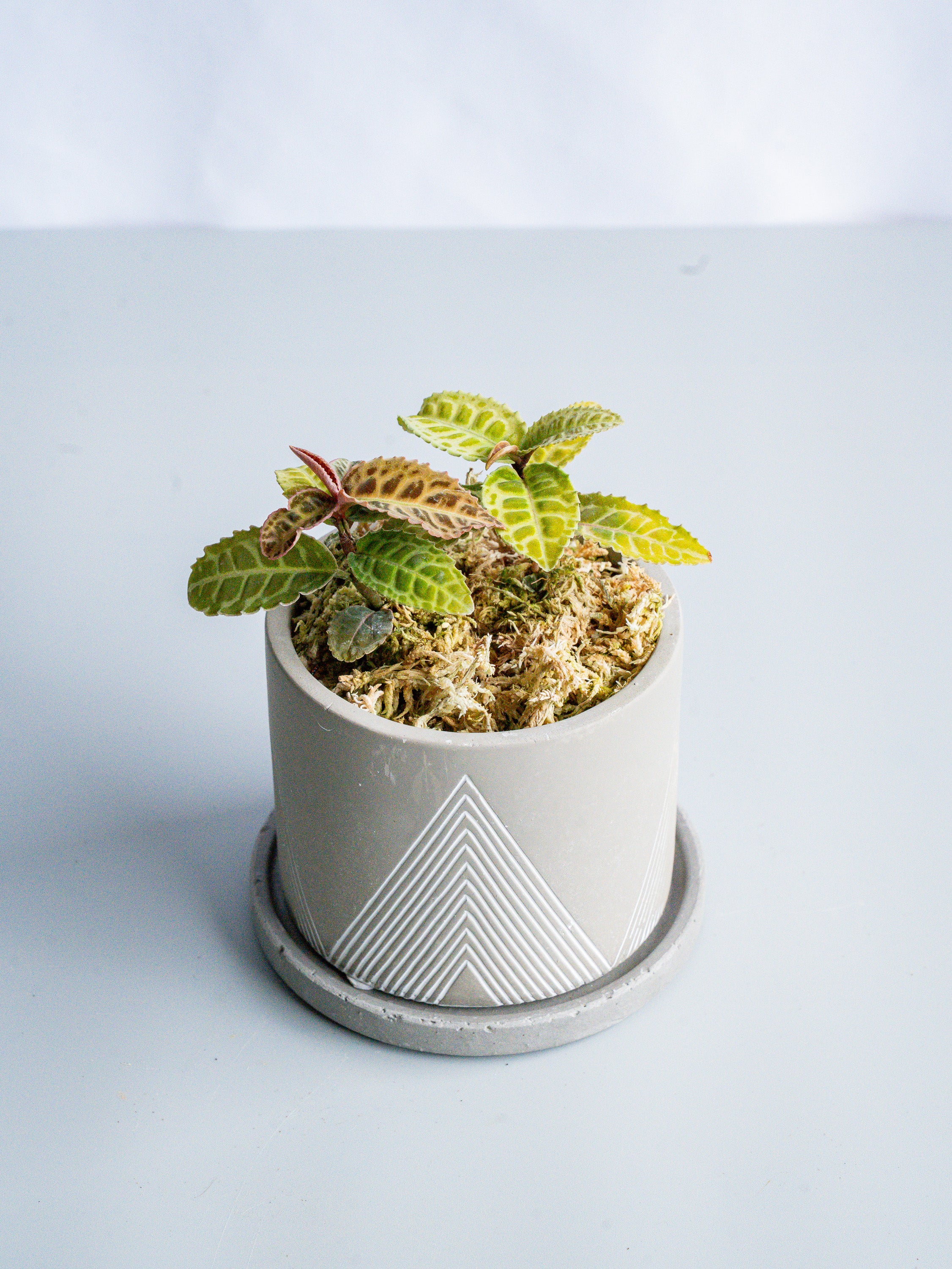 【一点もの】ラビシア・リアウスマトラ Table-S #4