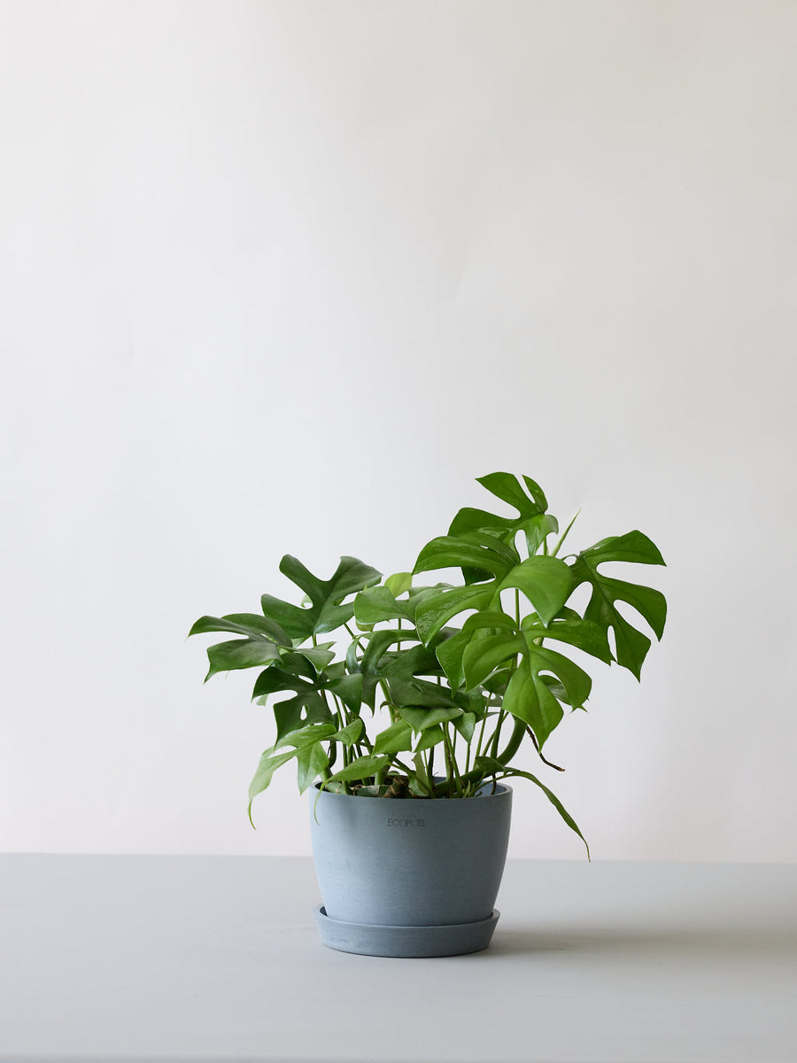 モンステラ 5号 | 観葉植物の通販 AND PLANTS (アンドプランツ)