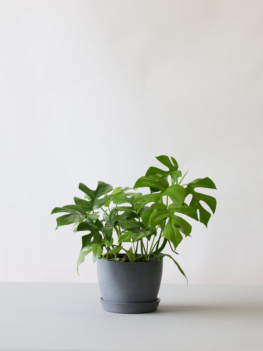 モンステラ 5号 | 観葉植物の通販 AND PLANTS (アンドプランツ)