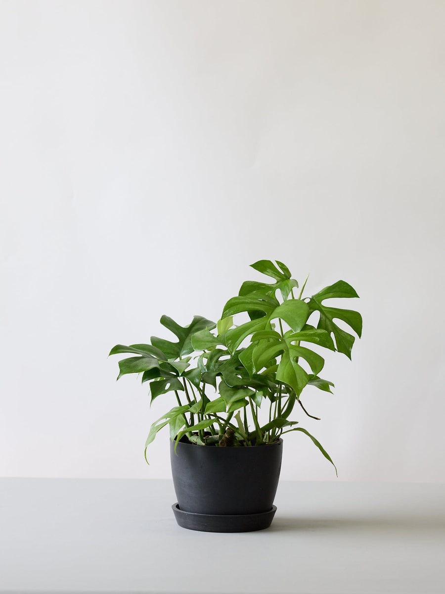 モンステラ 5号 | 観葉植物の通販 AND PLANTS (アンドプランツ)
