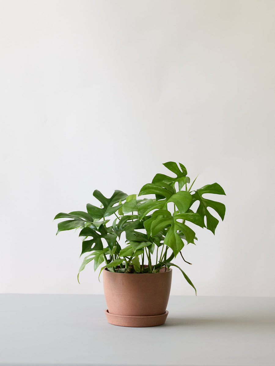 ヒメモンステラ | 観葉植物の通販 AND PLANTS (アンドプランツ)